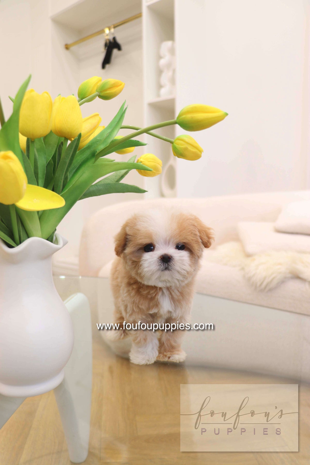 Penny - Maltipoo F.