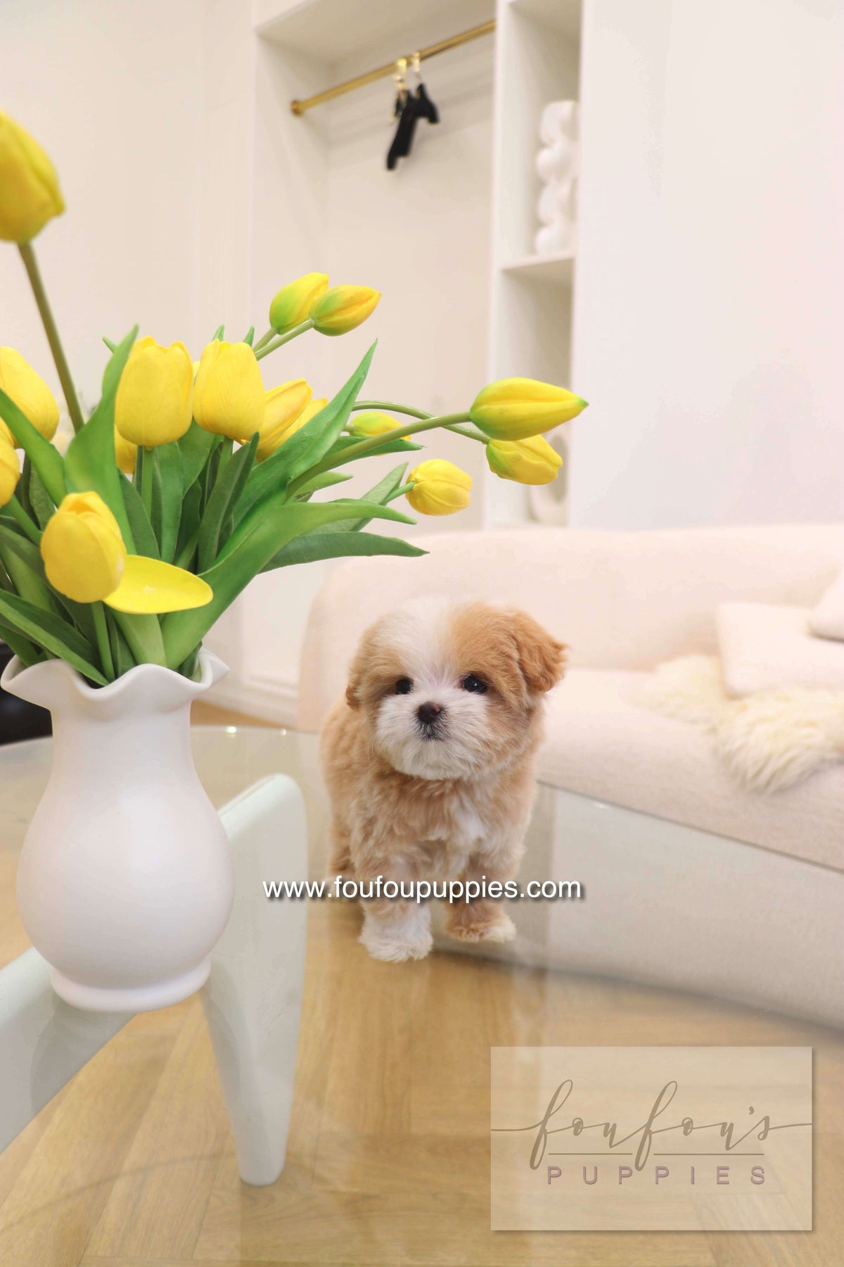Penny - Maltipoo F.