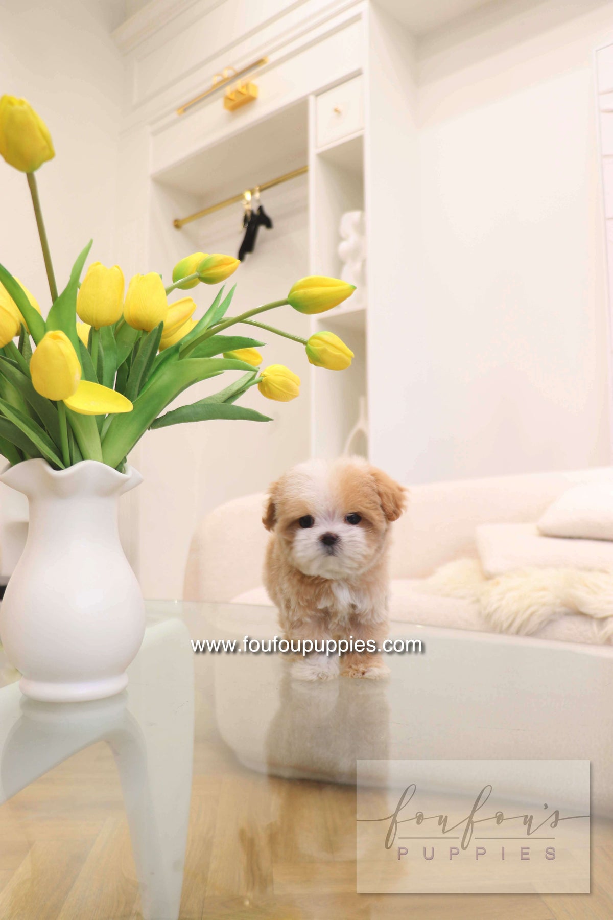 Penny - Maltipoo F.