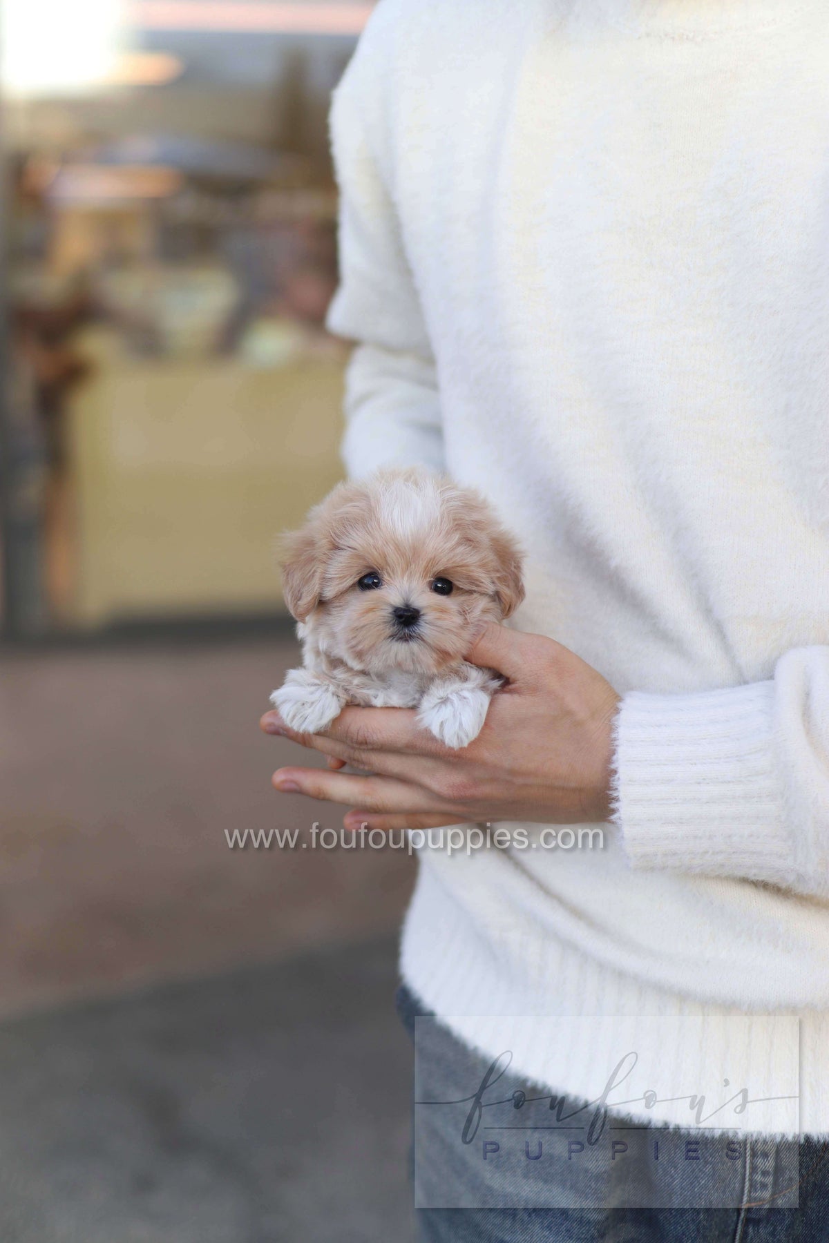 Rupert - Maltipoo M.