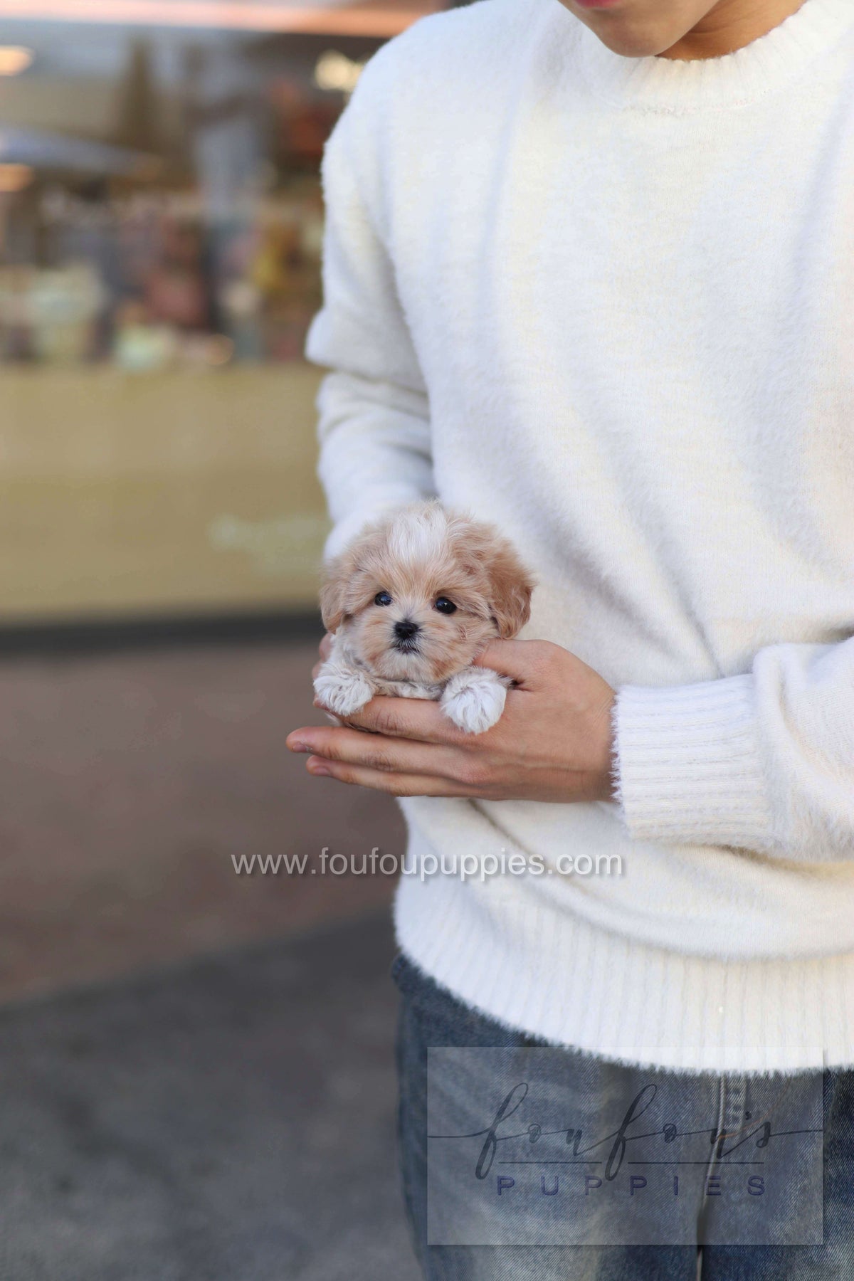 Rupert - Maltipoo M.