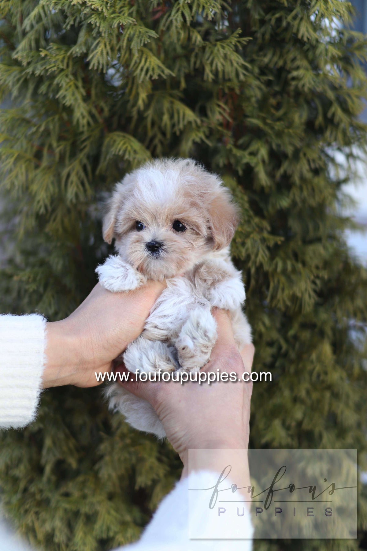 Rupert - Maltipoo M.