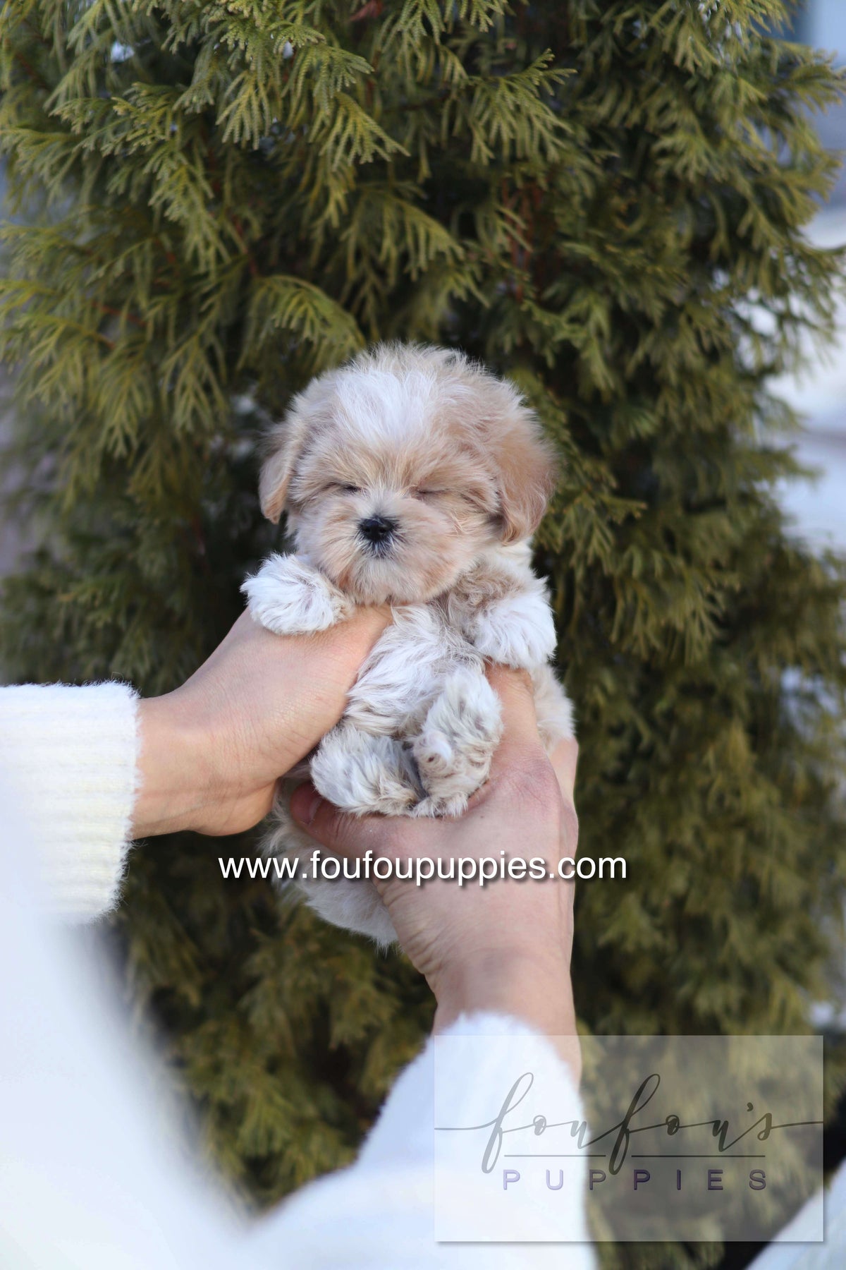 Rupert - Maltipoo M.