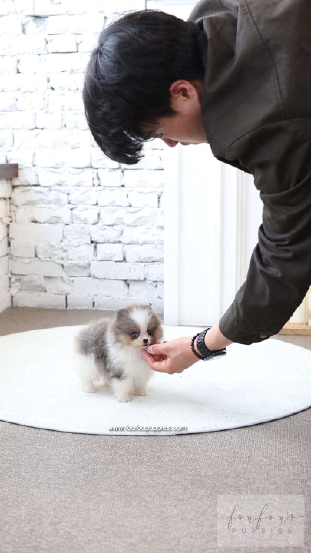 Aurélie - Pomeranian F.