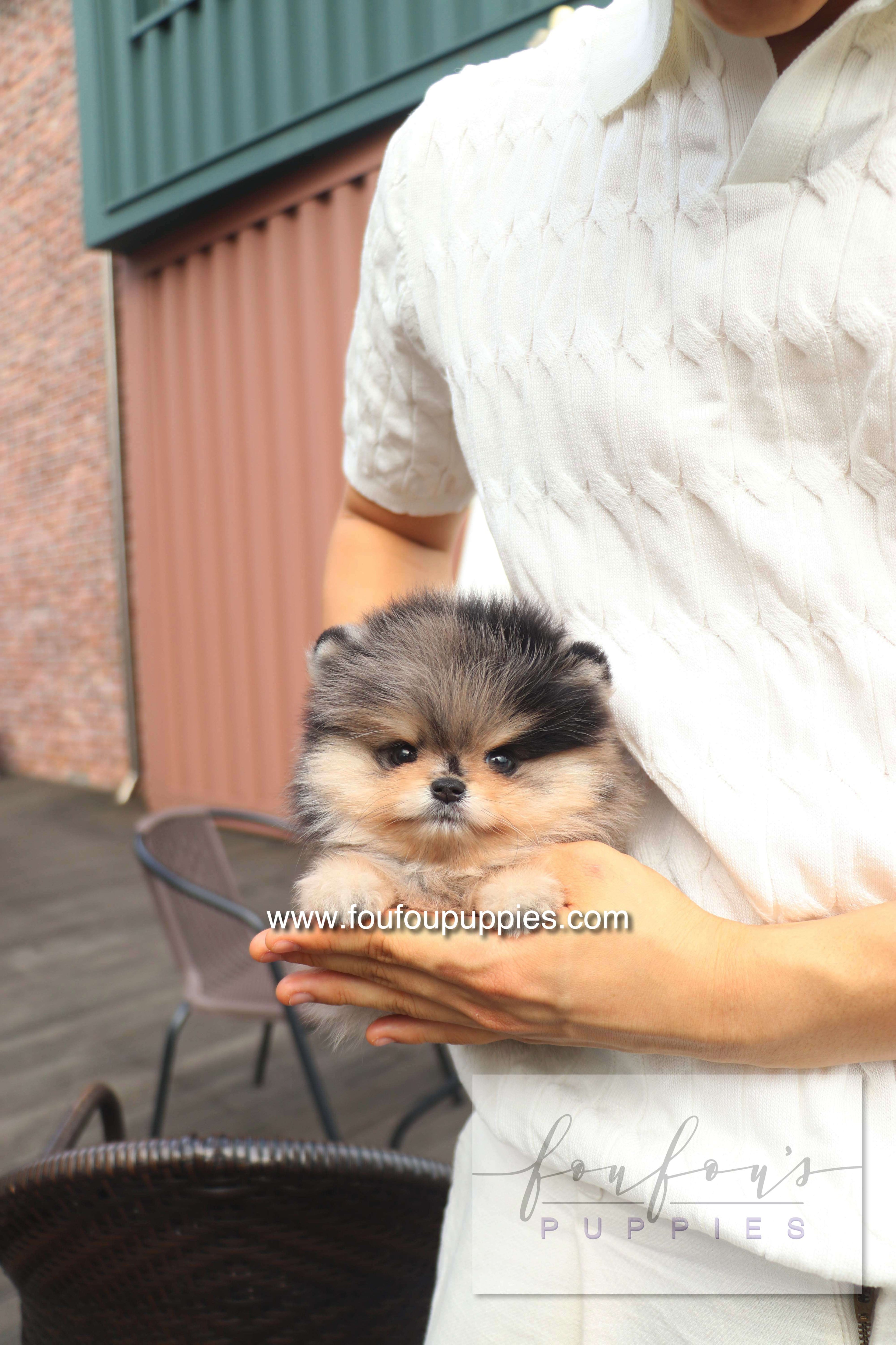 Cosmo - Pomeranian M.