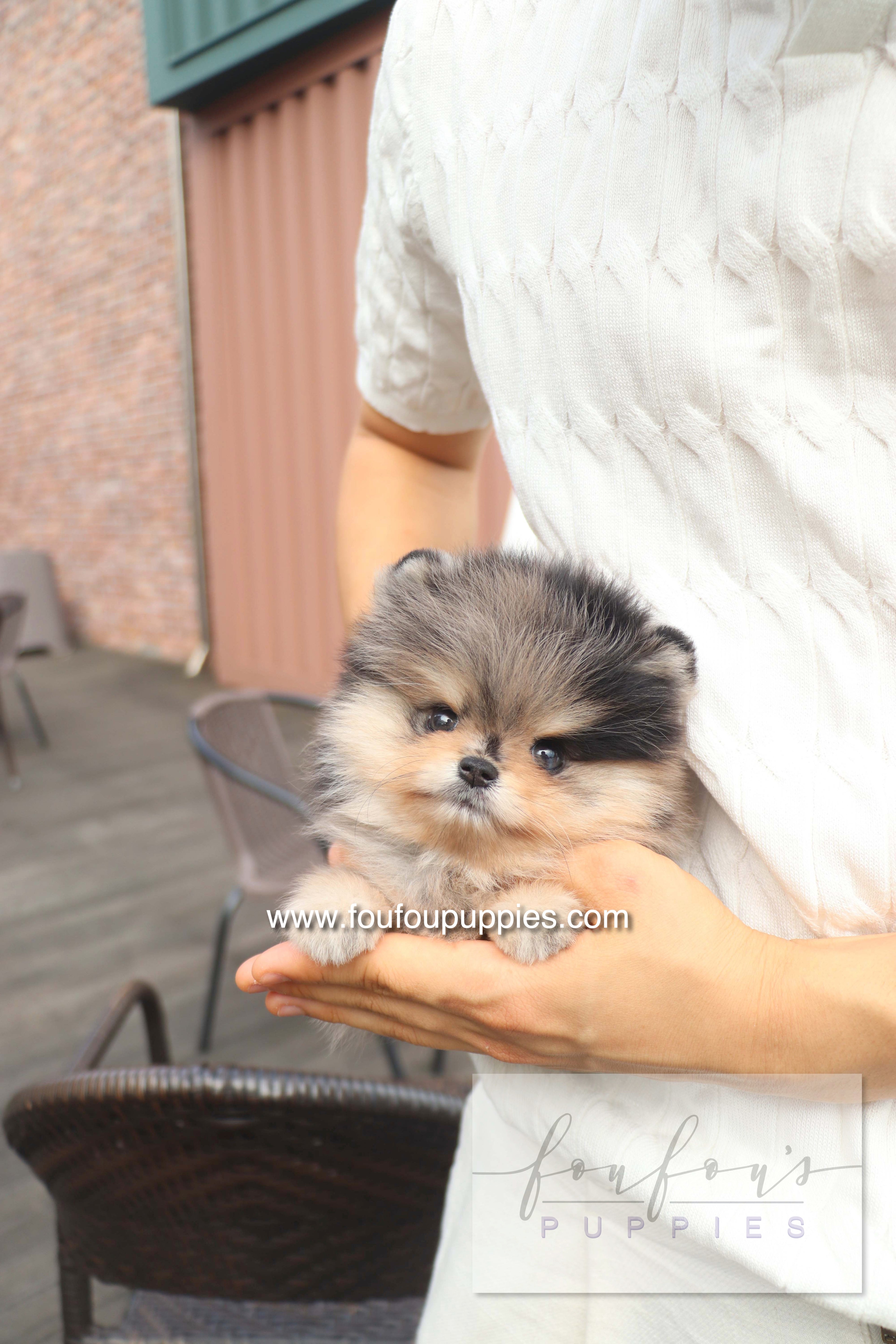 Cosmo - Pomeranian M.