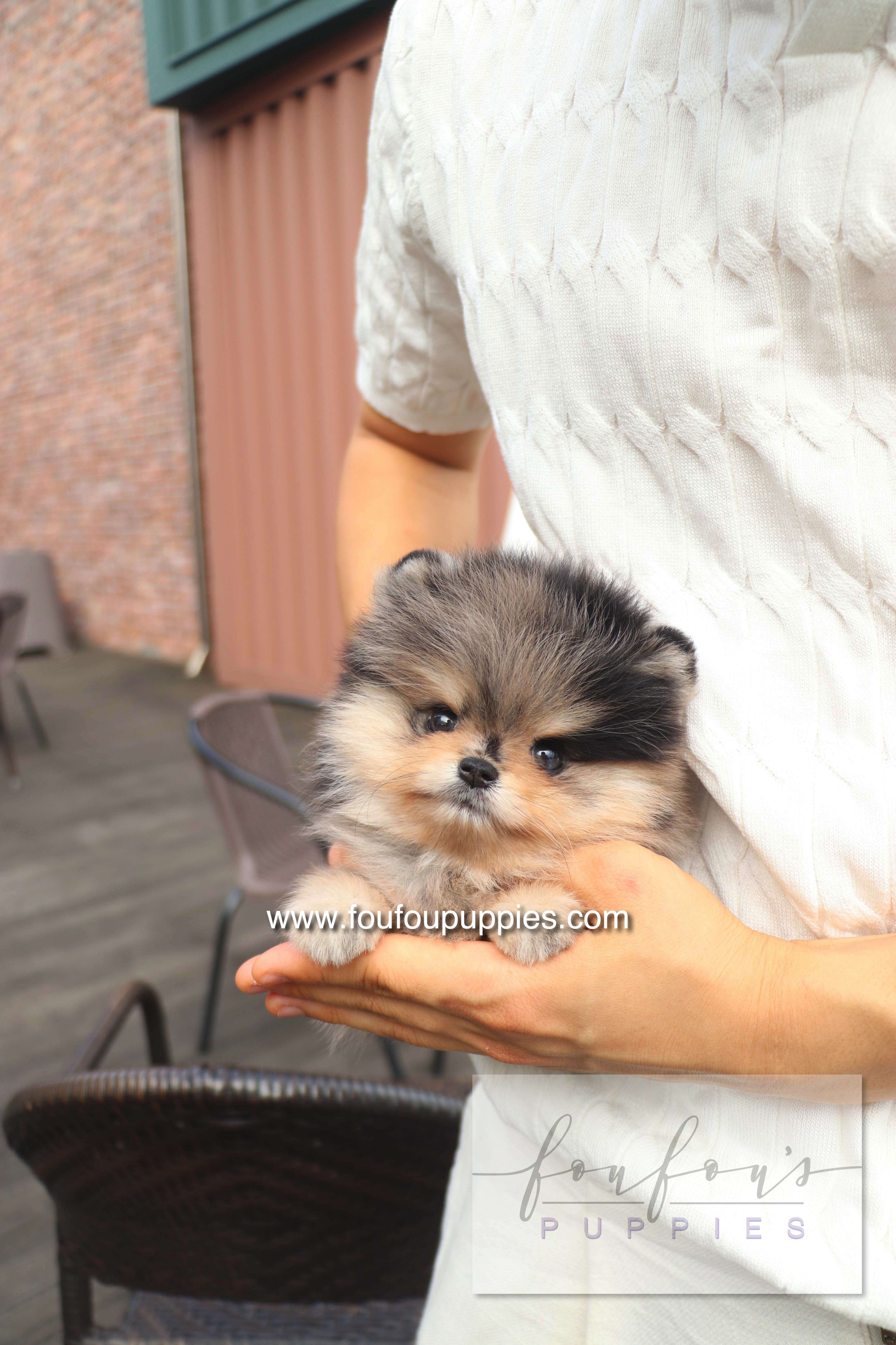 Cosmo - Pomeranian M.