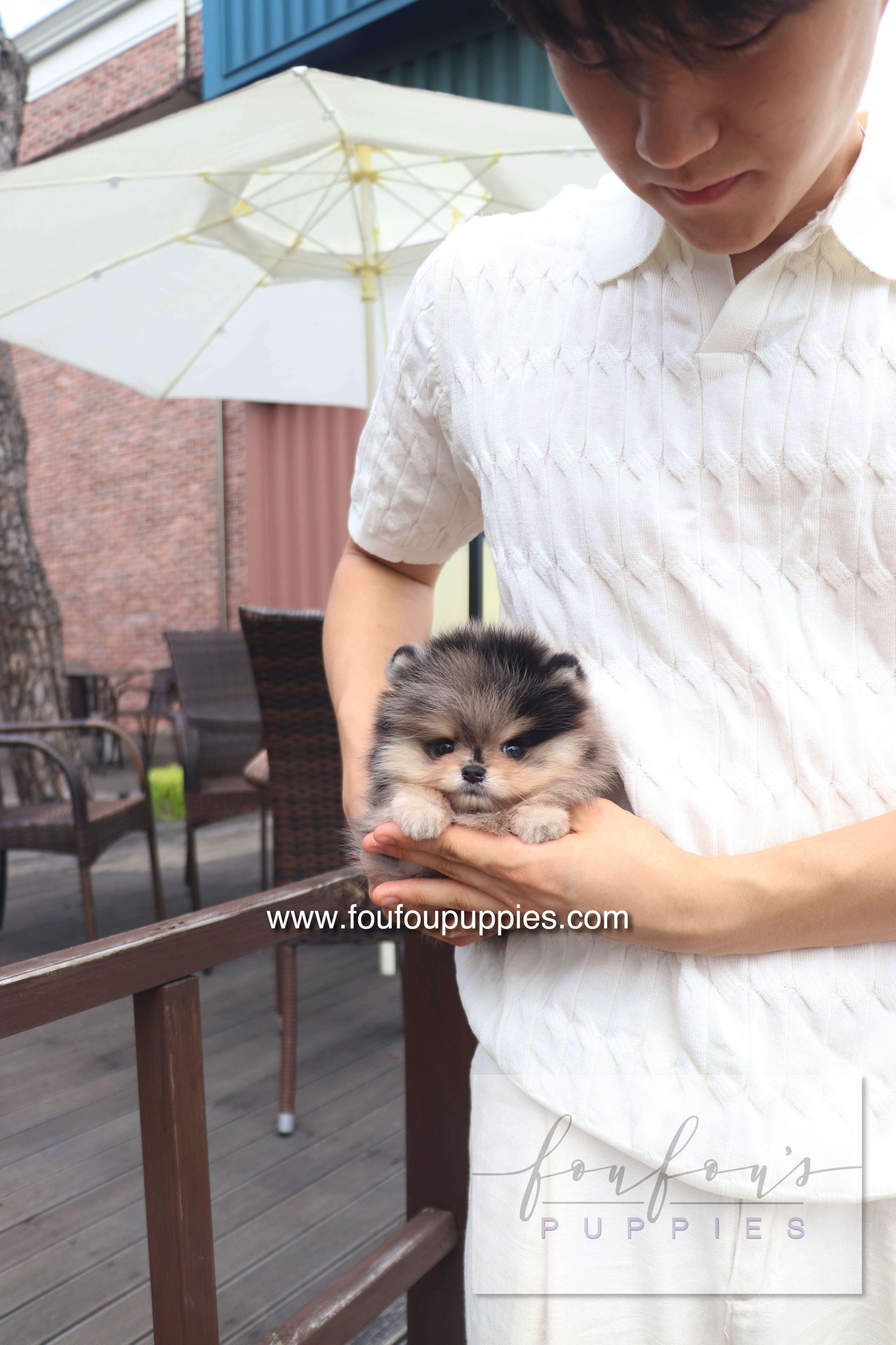 Cosmo - Pomeranian M.
