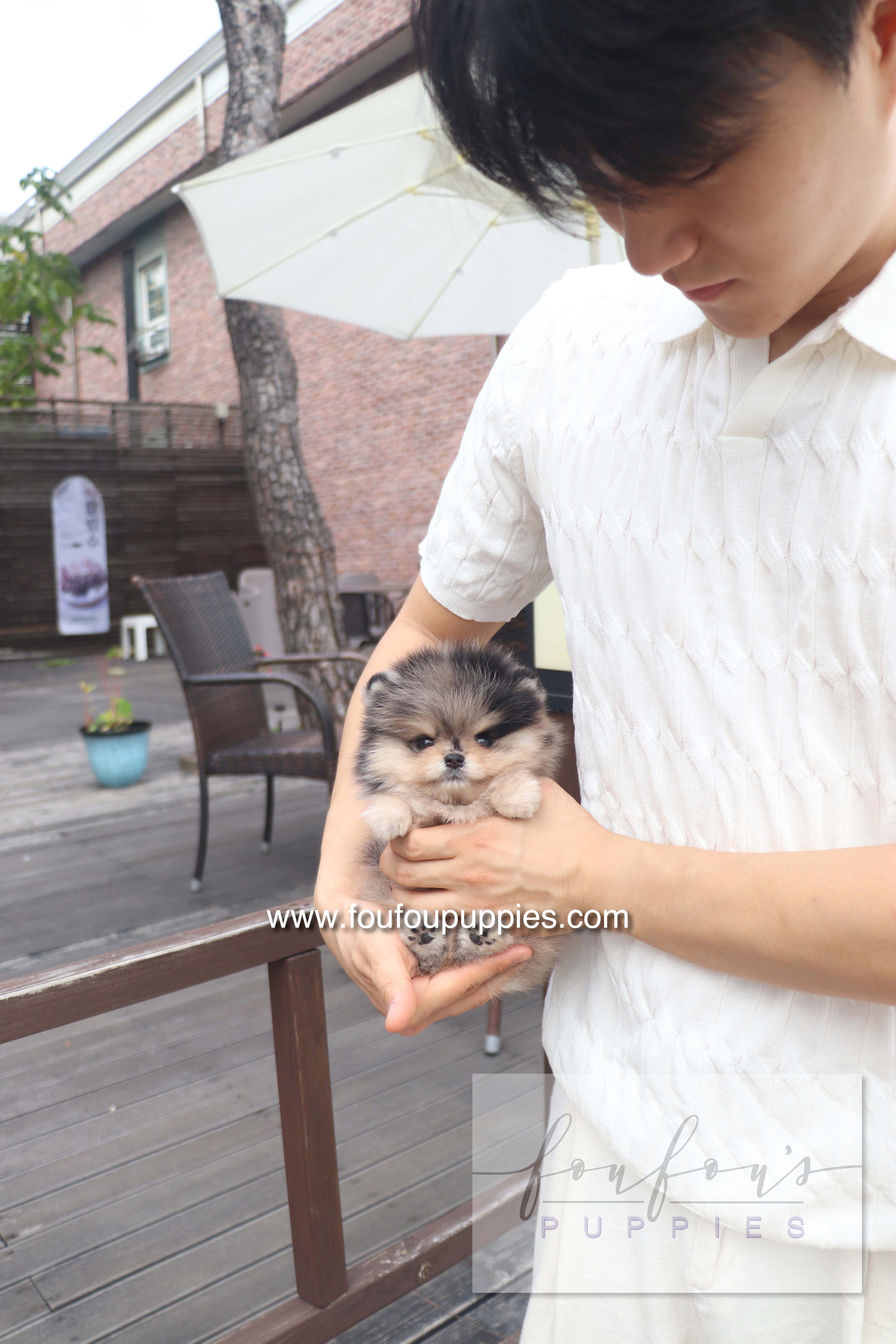 Cosmo - Pomeranian M.