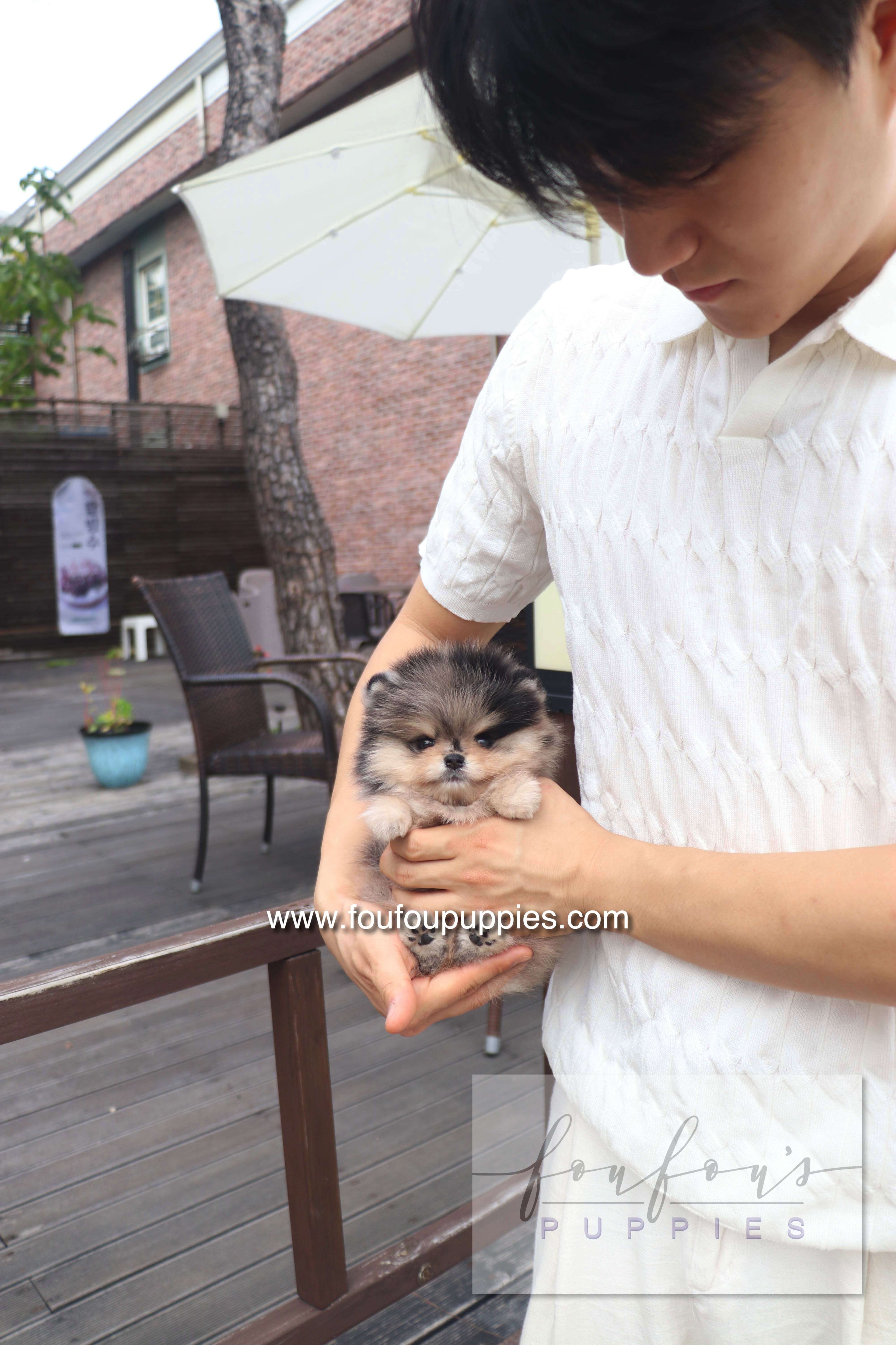Cosmo - Pomeranian M.
