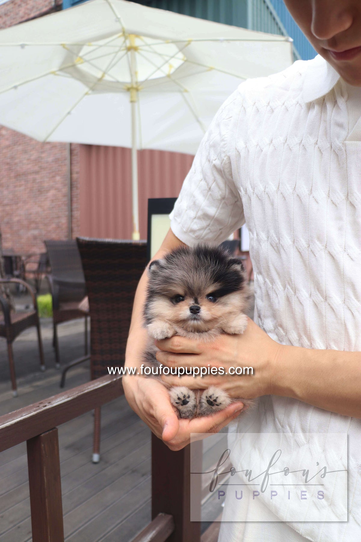 Cosmo - Pomeranian M.