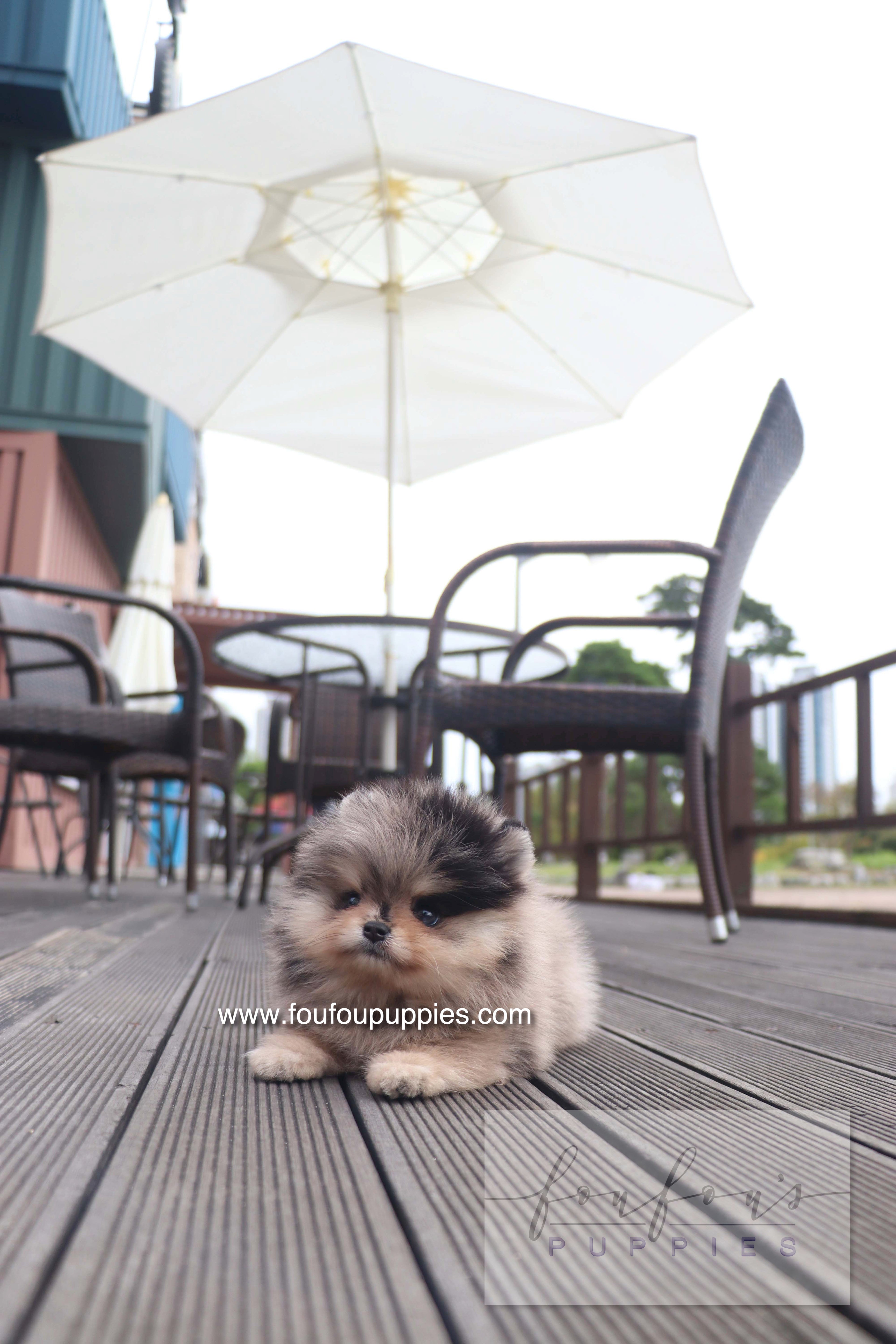 Cosmo - Pomeranian M.