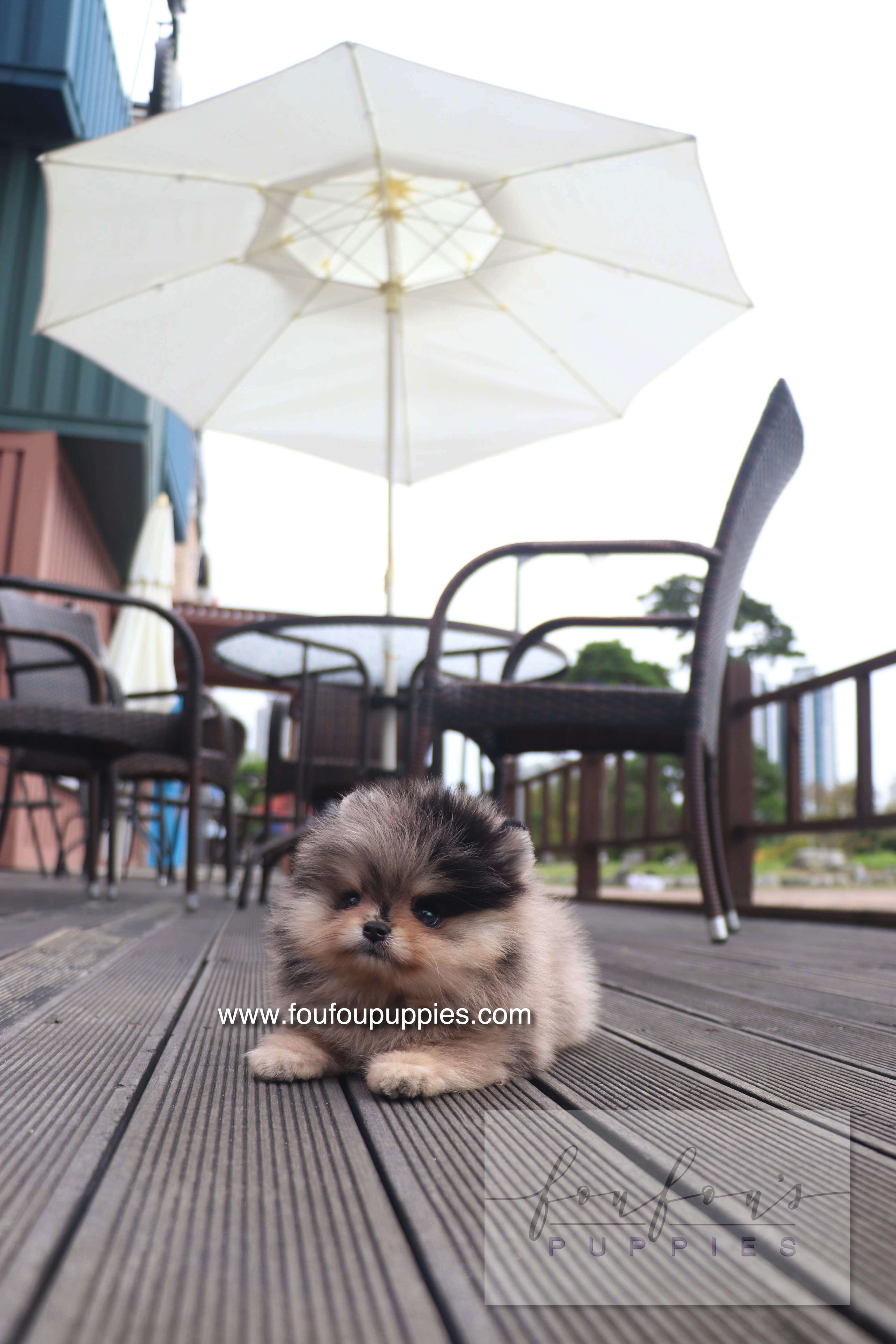 Cosmo - Pomeranian M.
