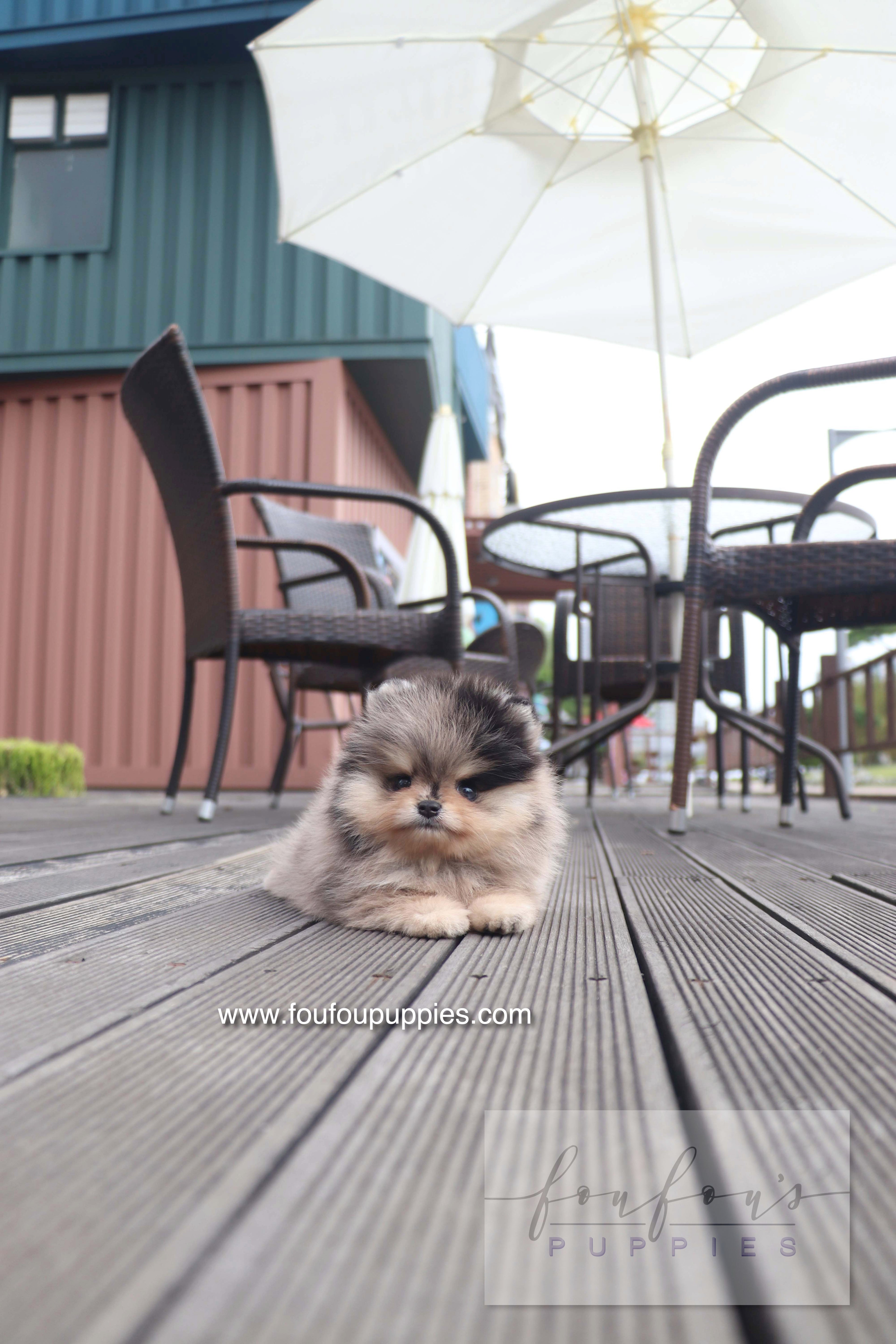 Cosmo - Pomeranian M.