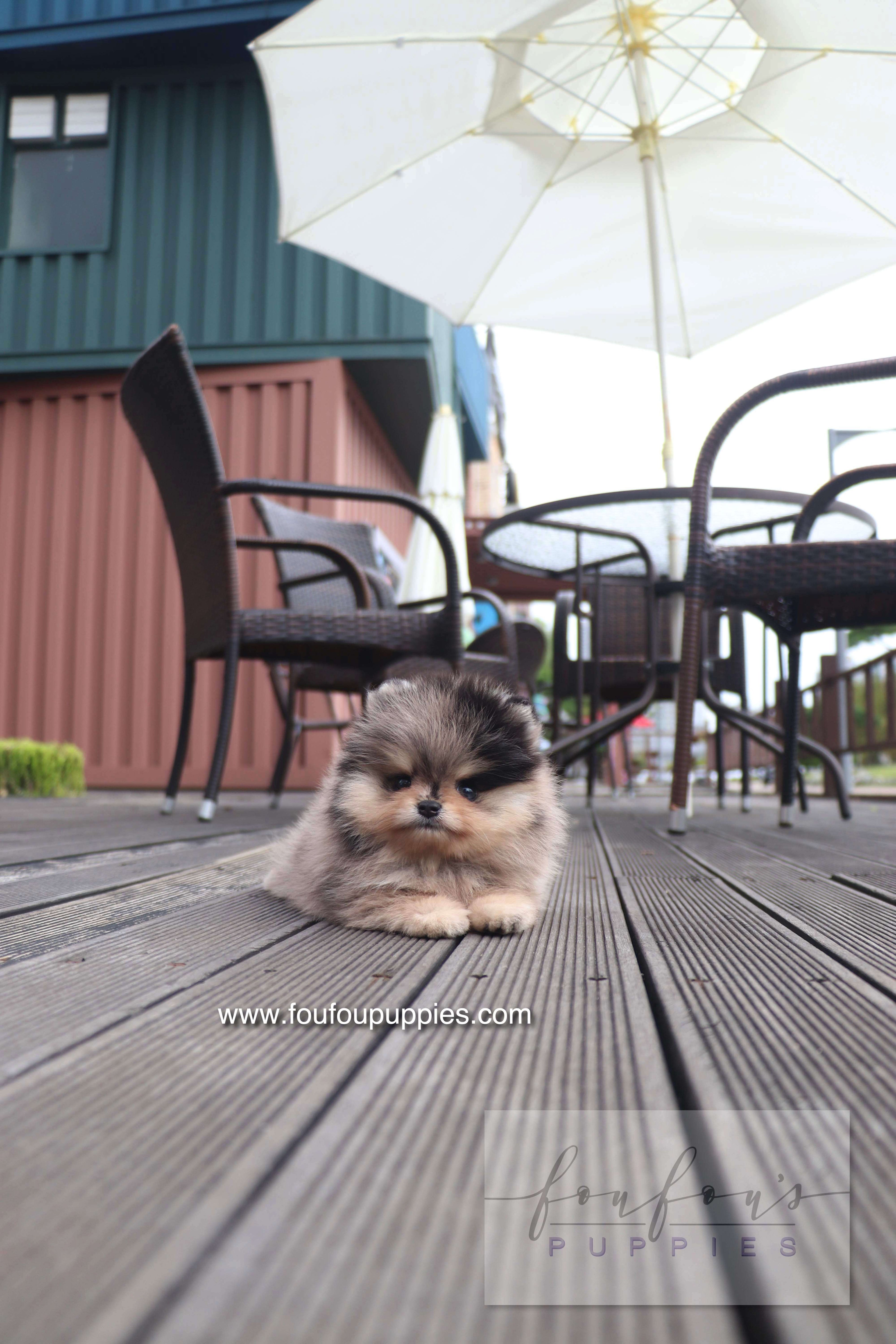 Cosmo - Pomeranian M.