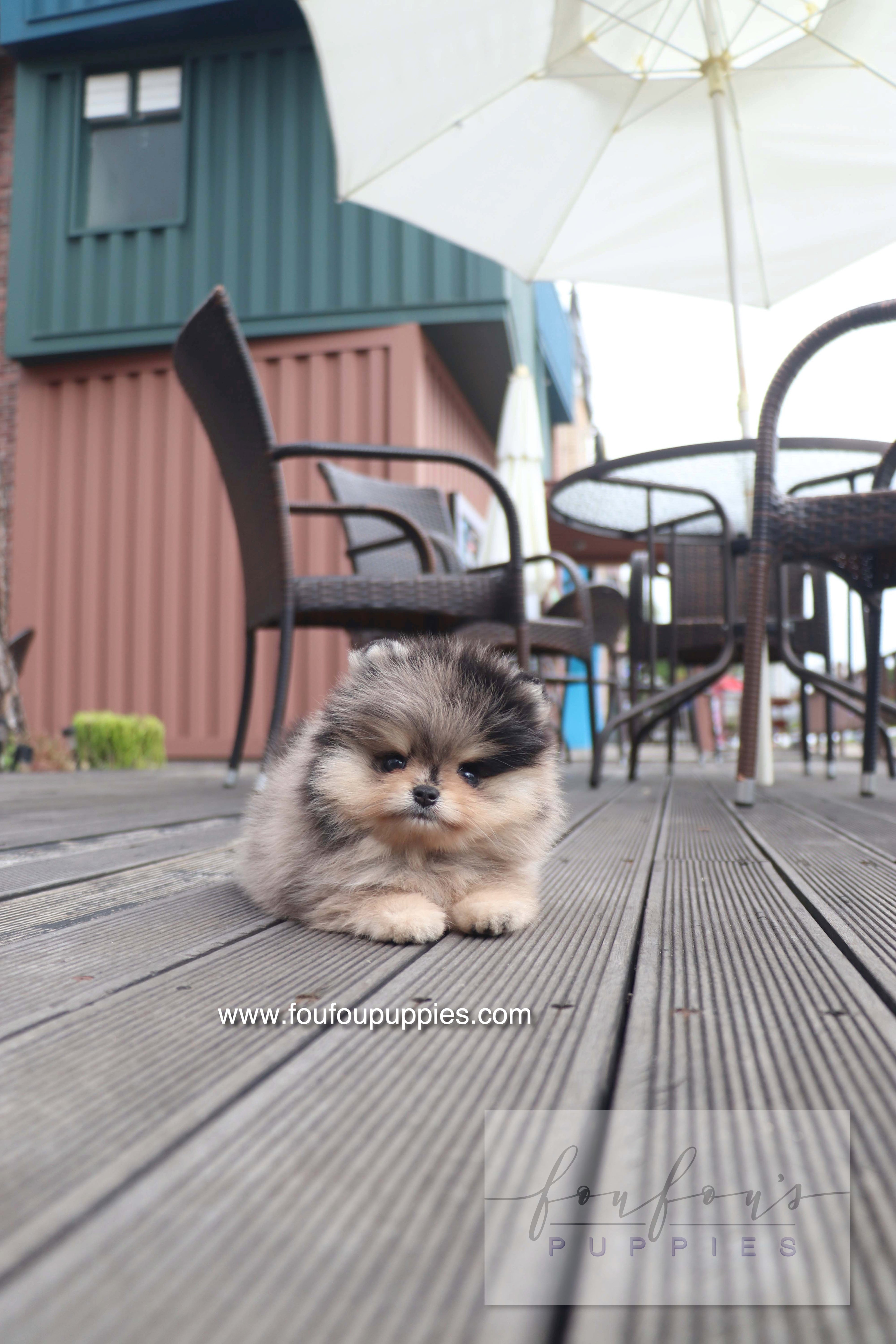 Cosmo - Pomeranian M.