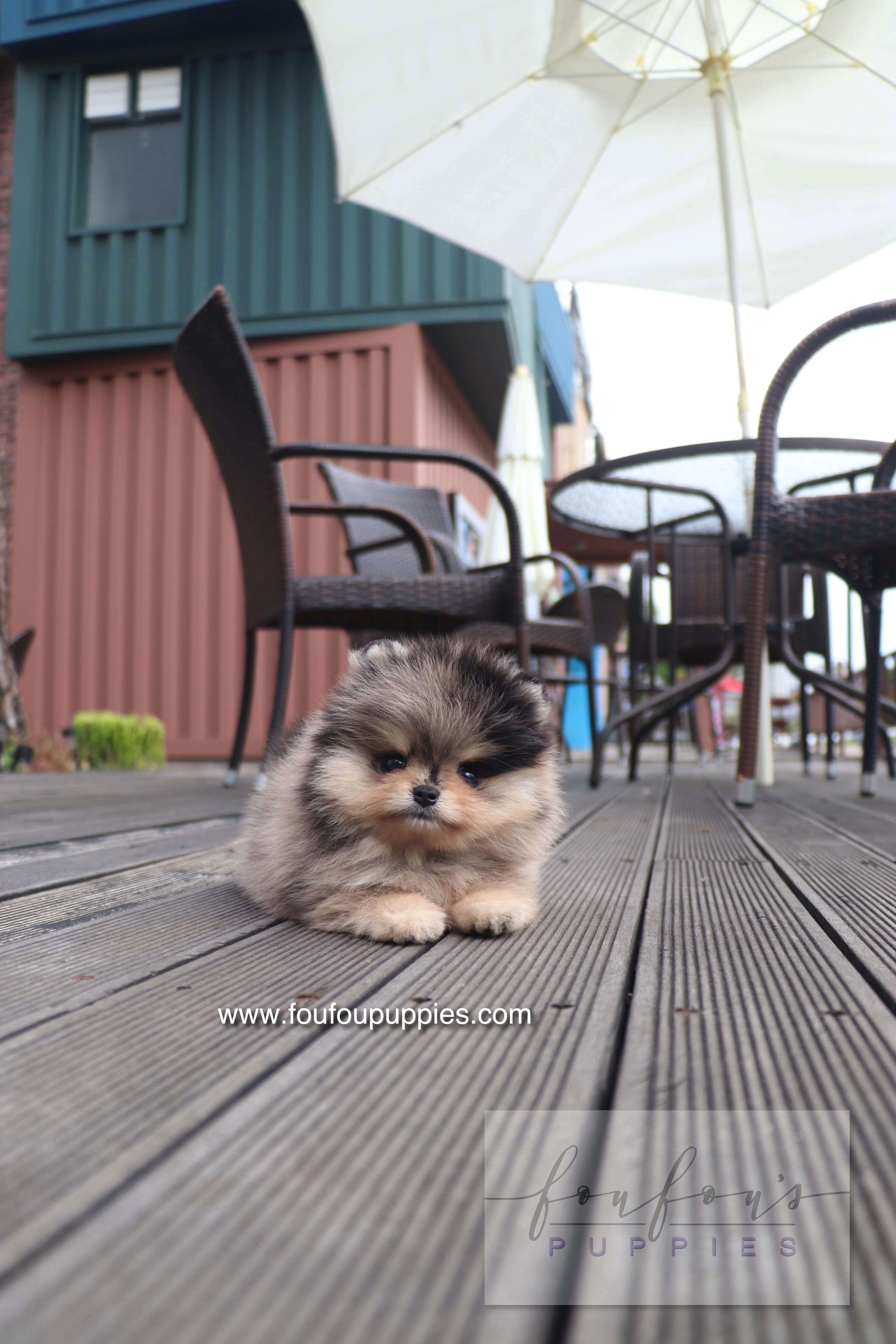 Cosmo - Pomeranian M.