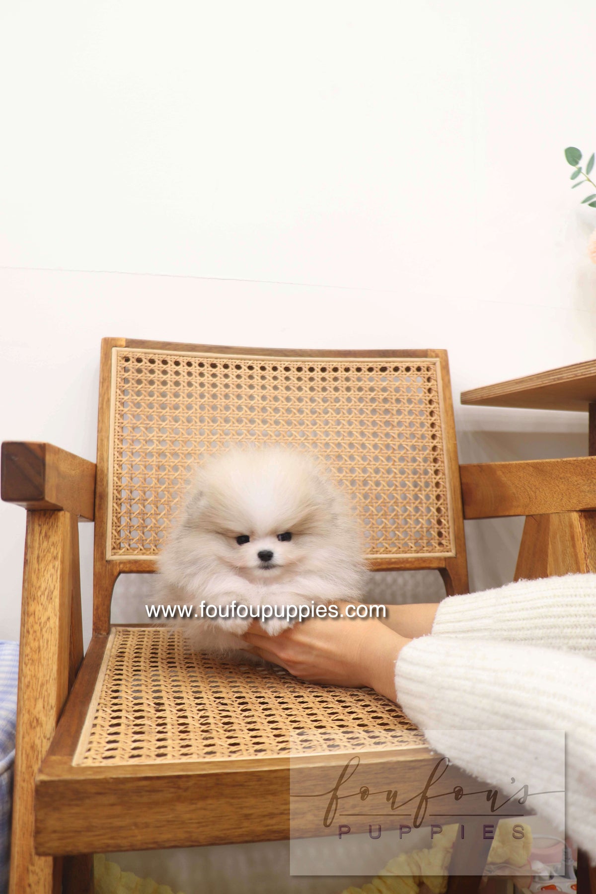 Thor - Pomeranian M.
