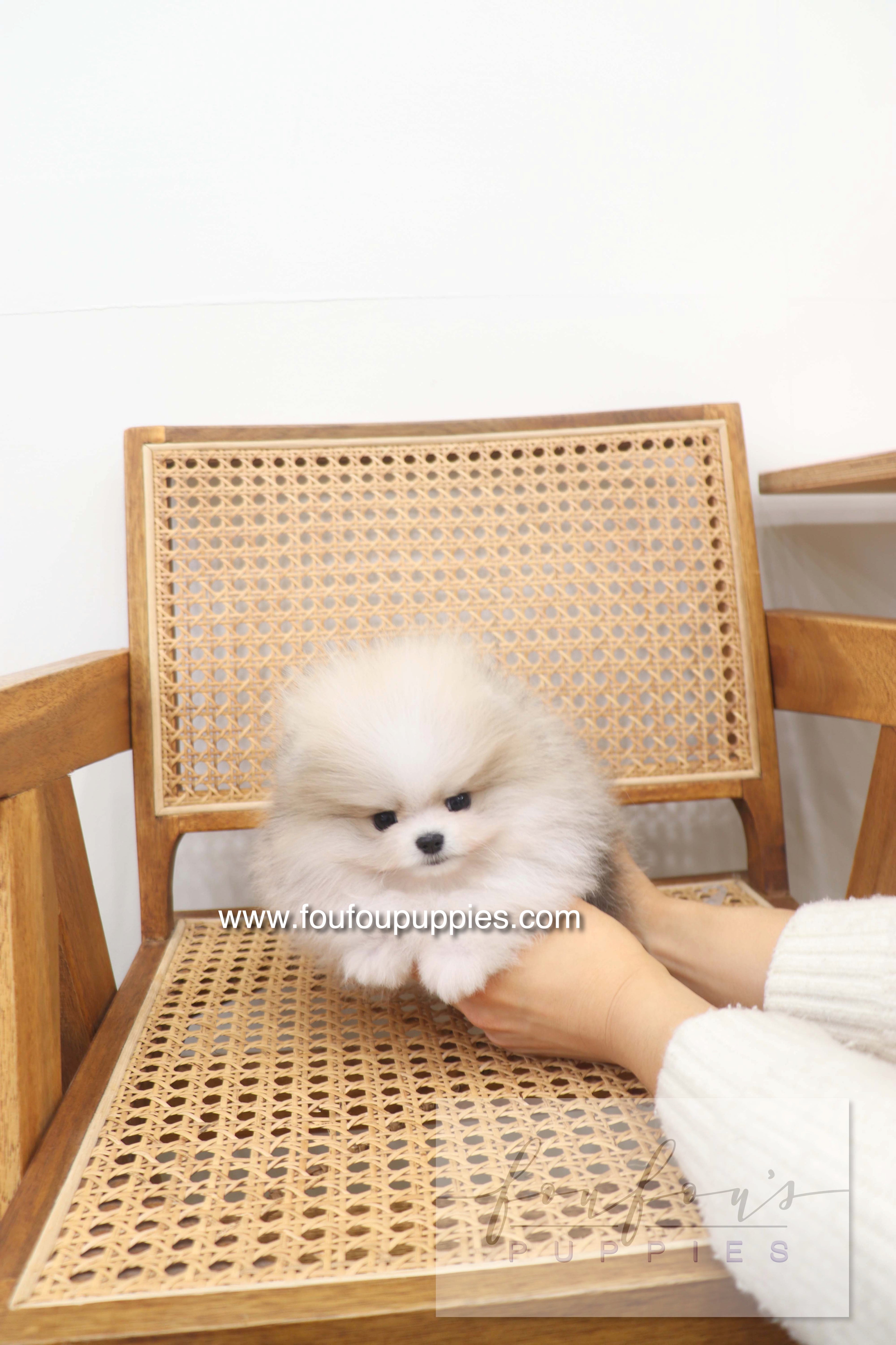 Thor - Pomeranian M.