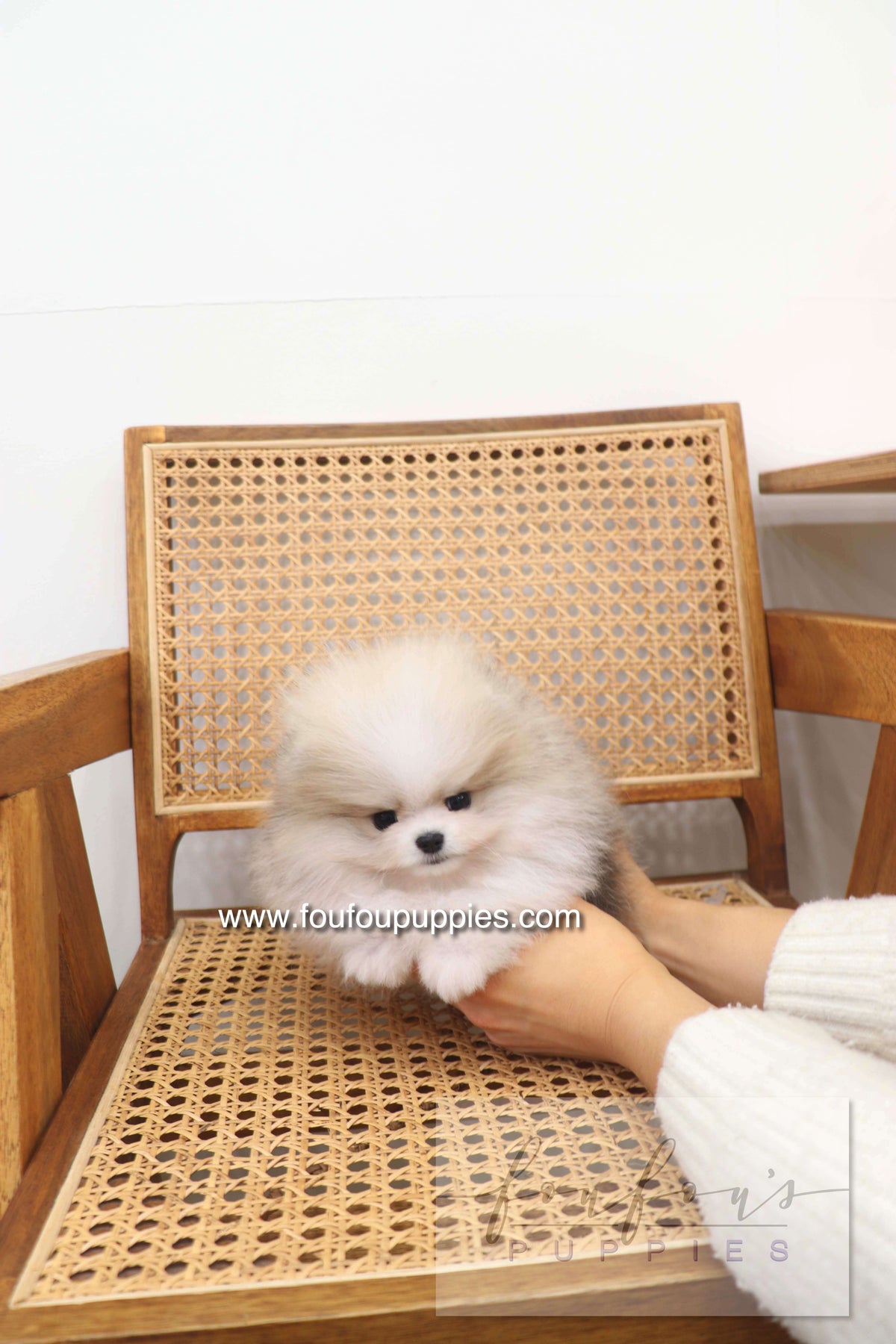 Thor - Pomeranian M.