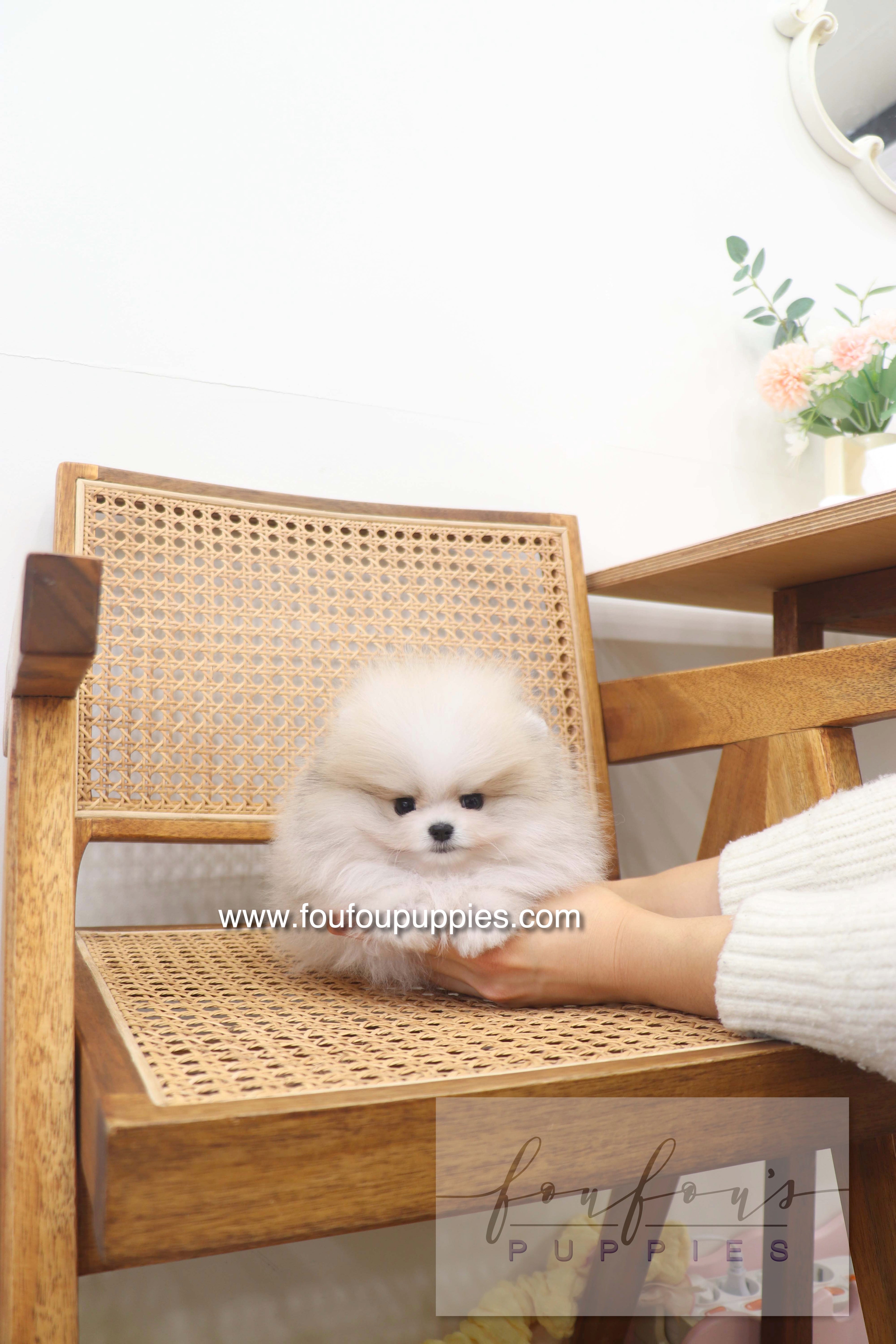 Thor - Pomeranian M.