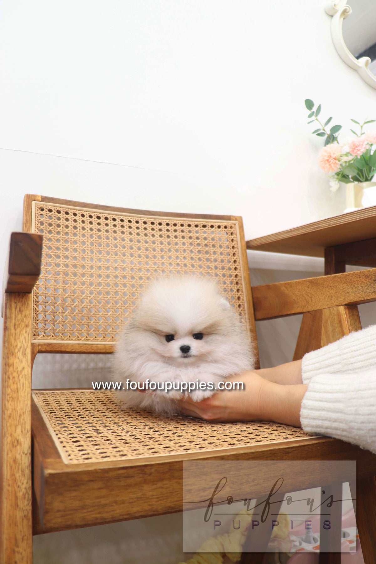 Thor - Pomeranian M.