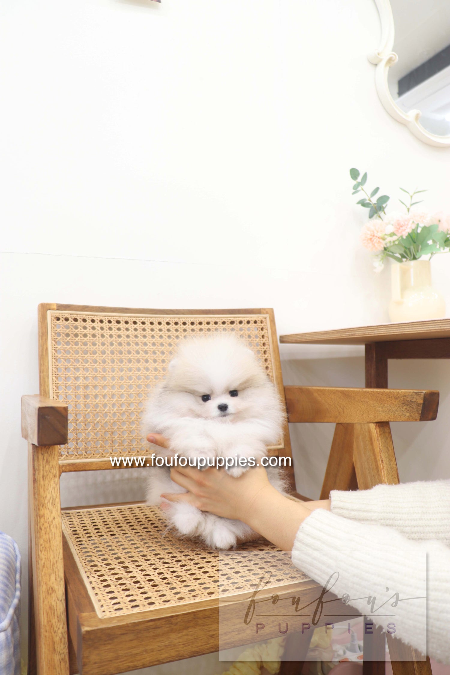 Gray Pomeranian Puppy