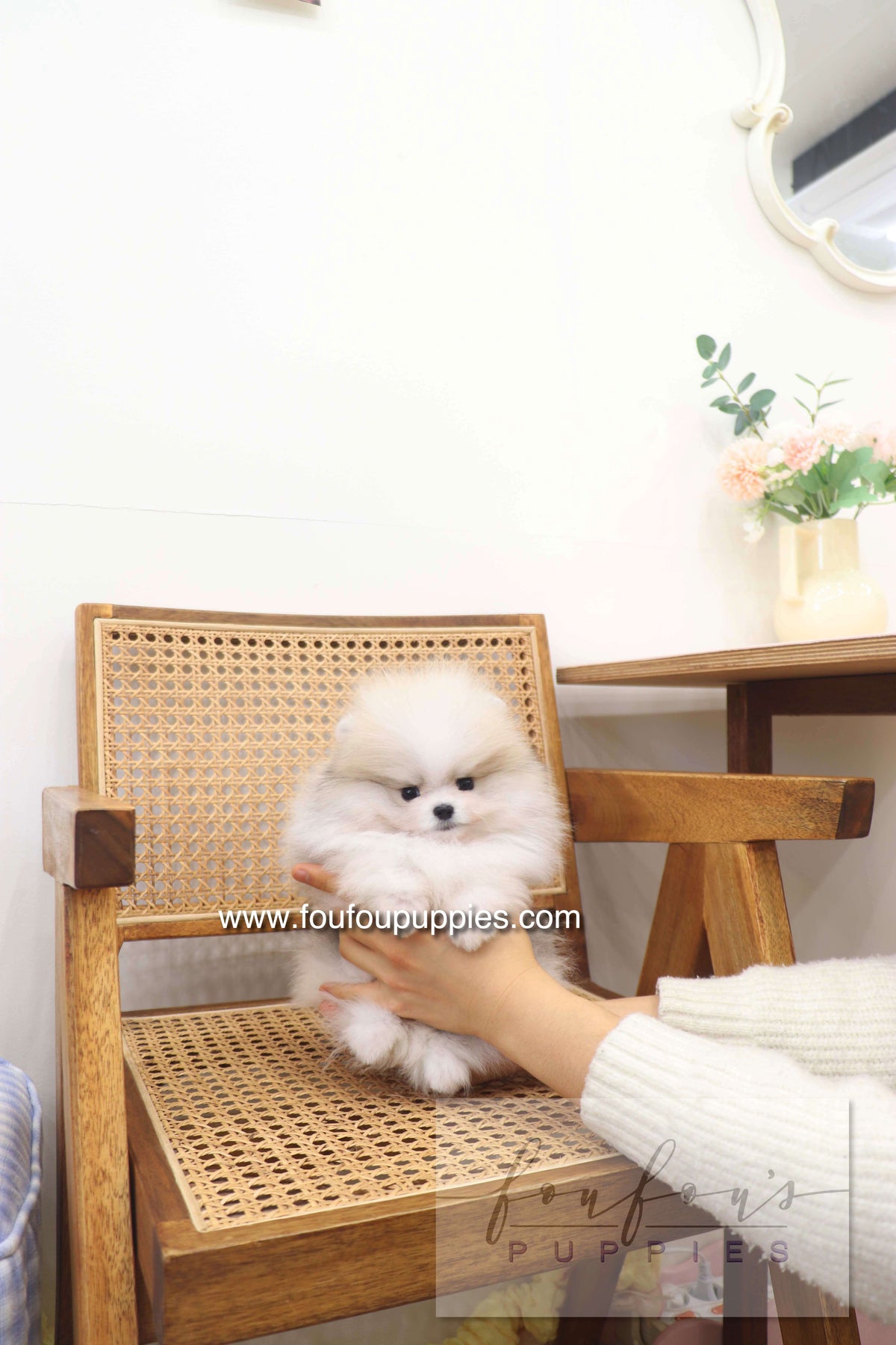 Gray Pomeranian Puppy