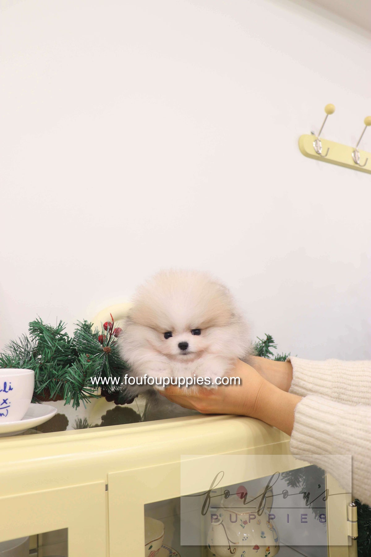 Thor - Pomeranian M.