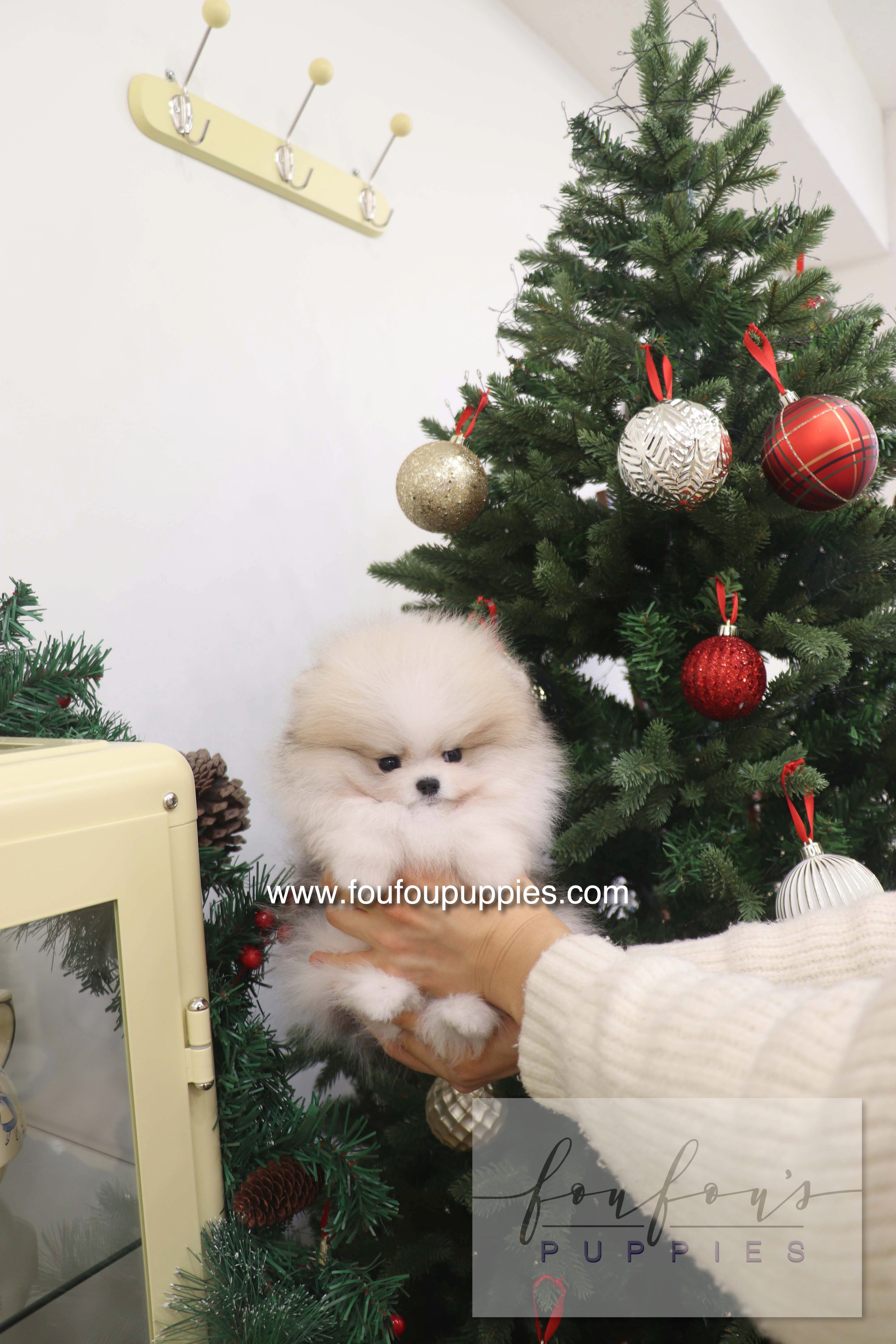 Thor - Pomeranian M.