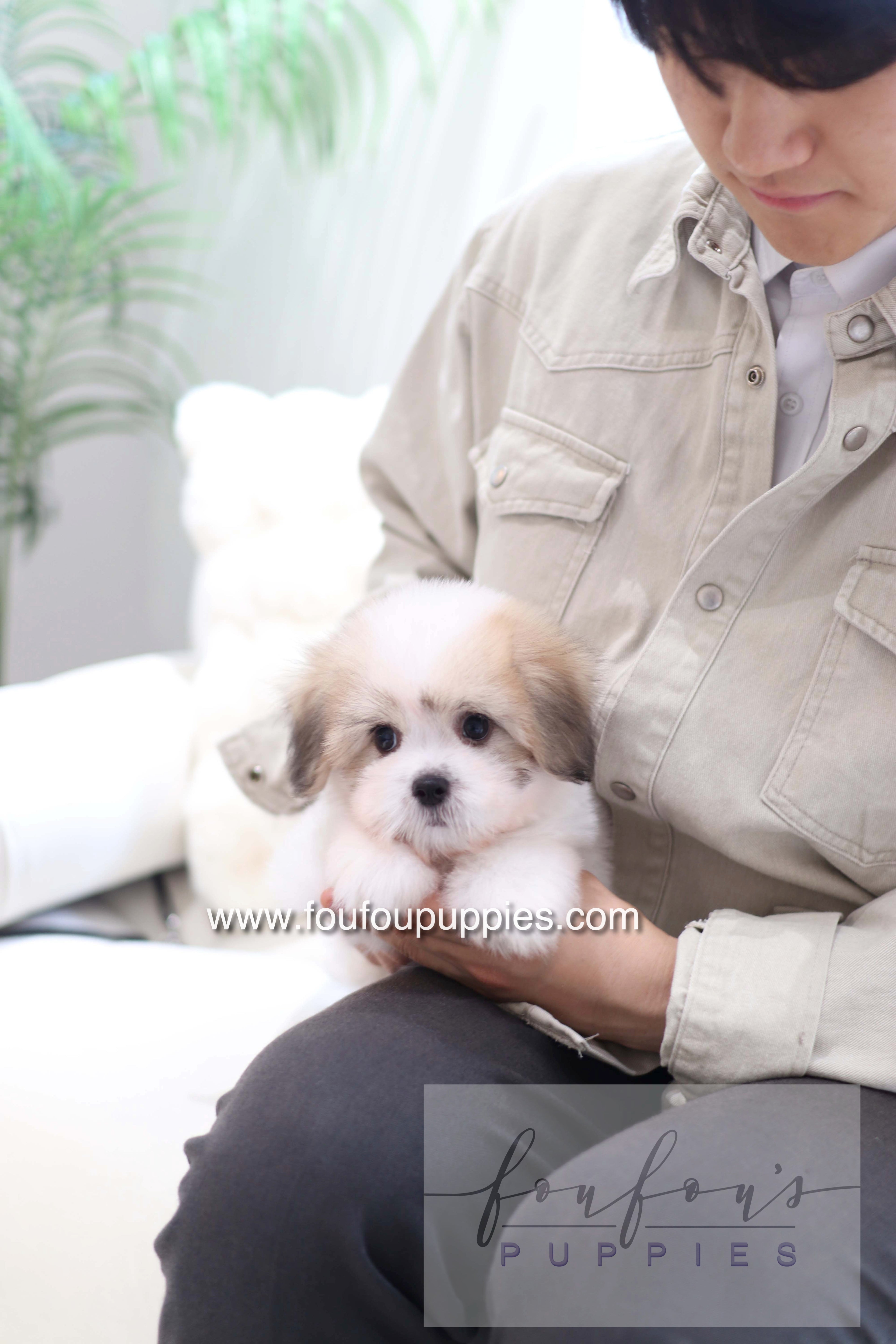 Kand - Cotton de Tulear M.