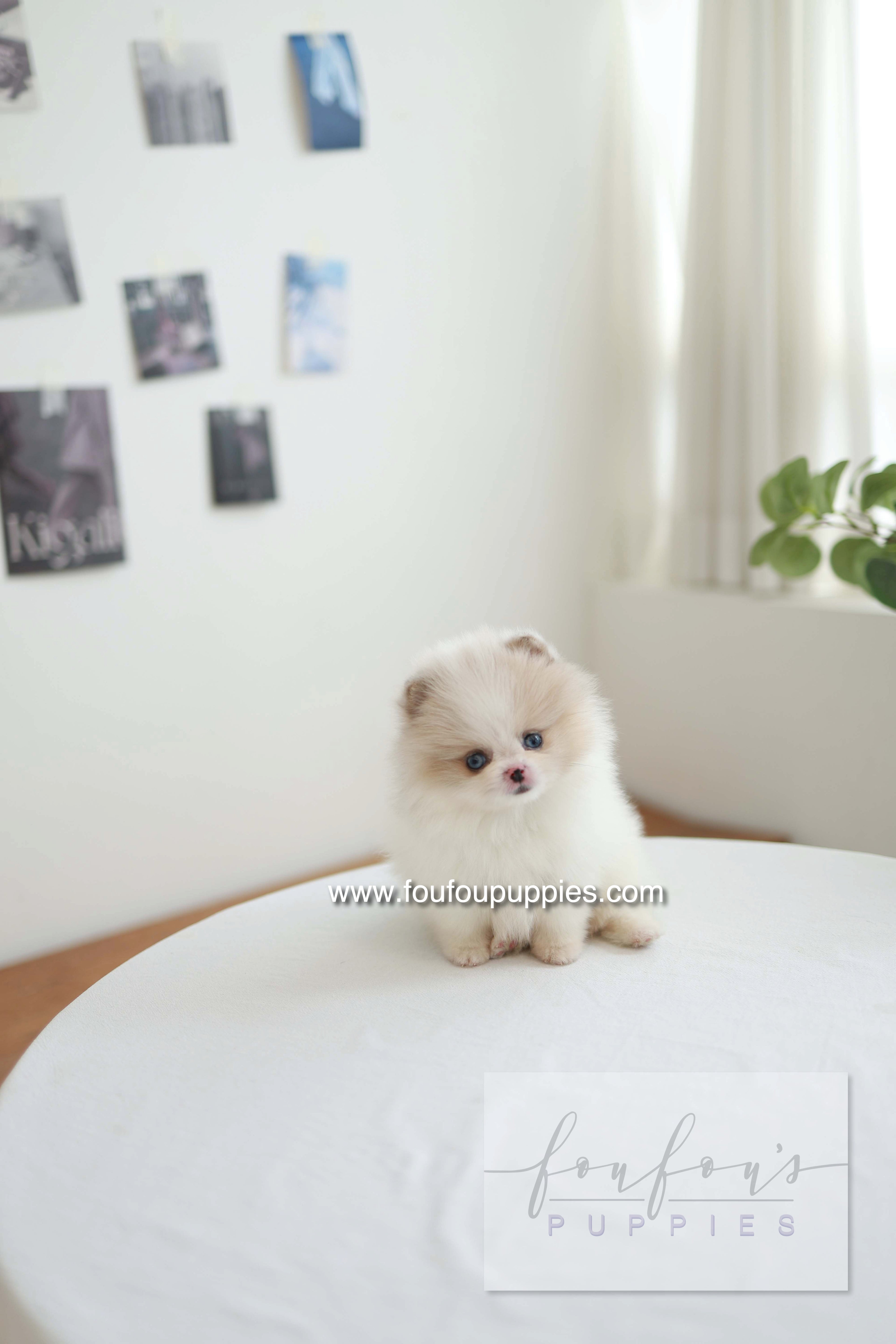 Star - Pomeranian F.