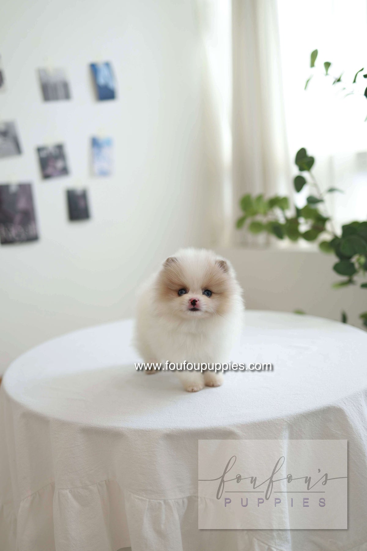Star - Pomeranian F.