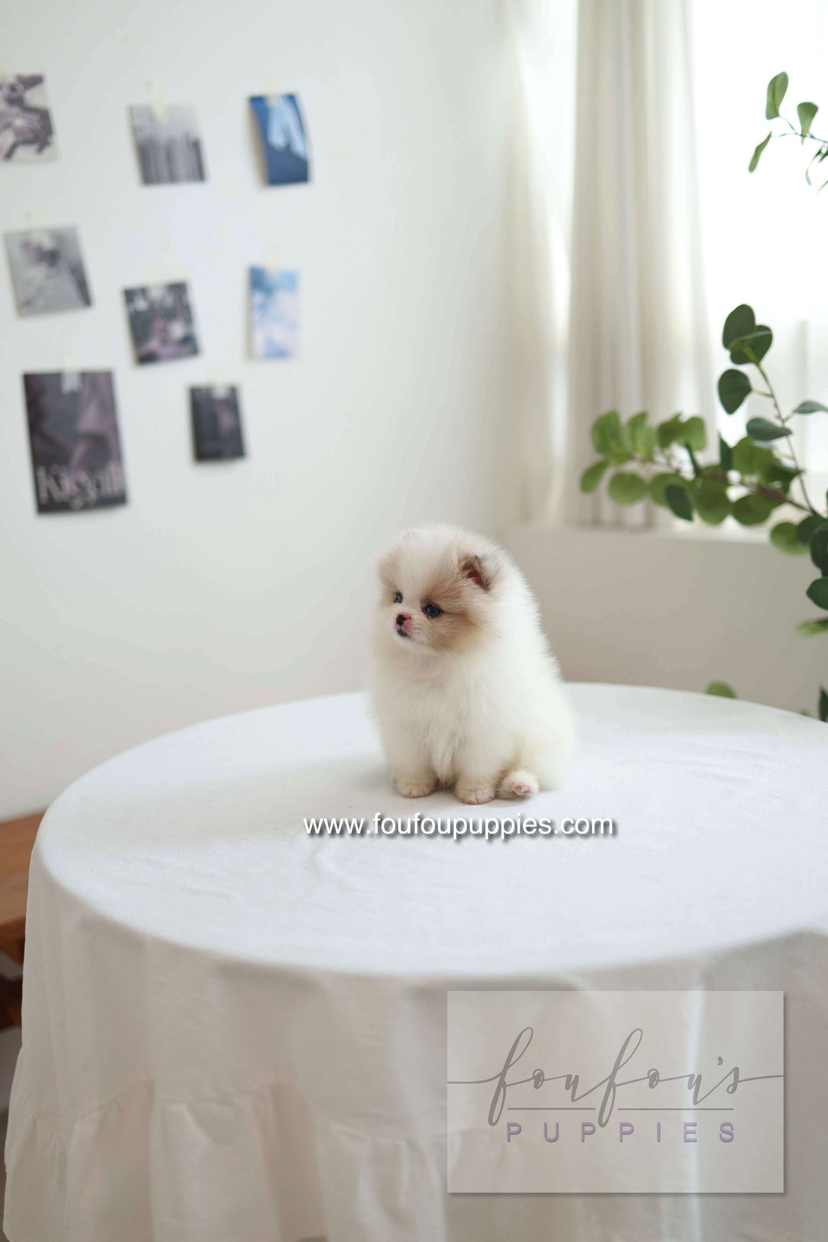 Star - Pomeranian F.
