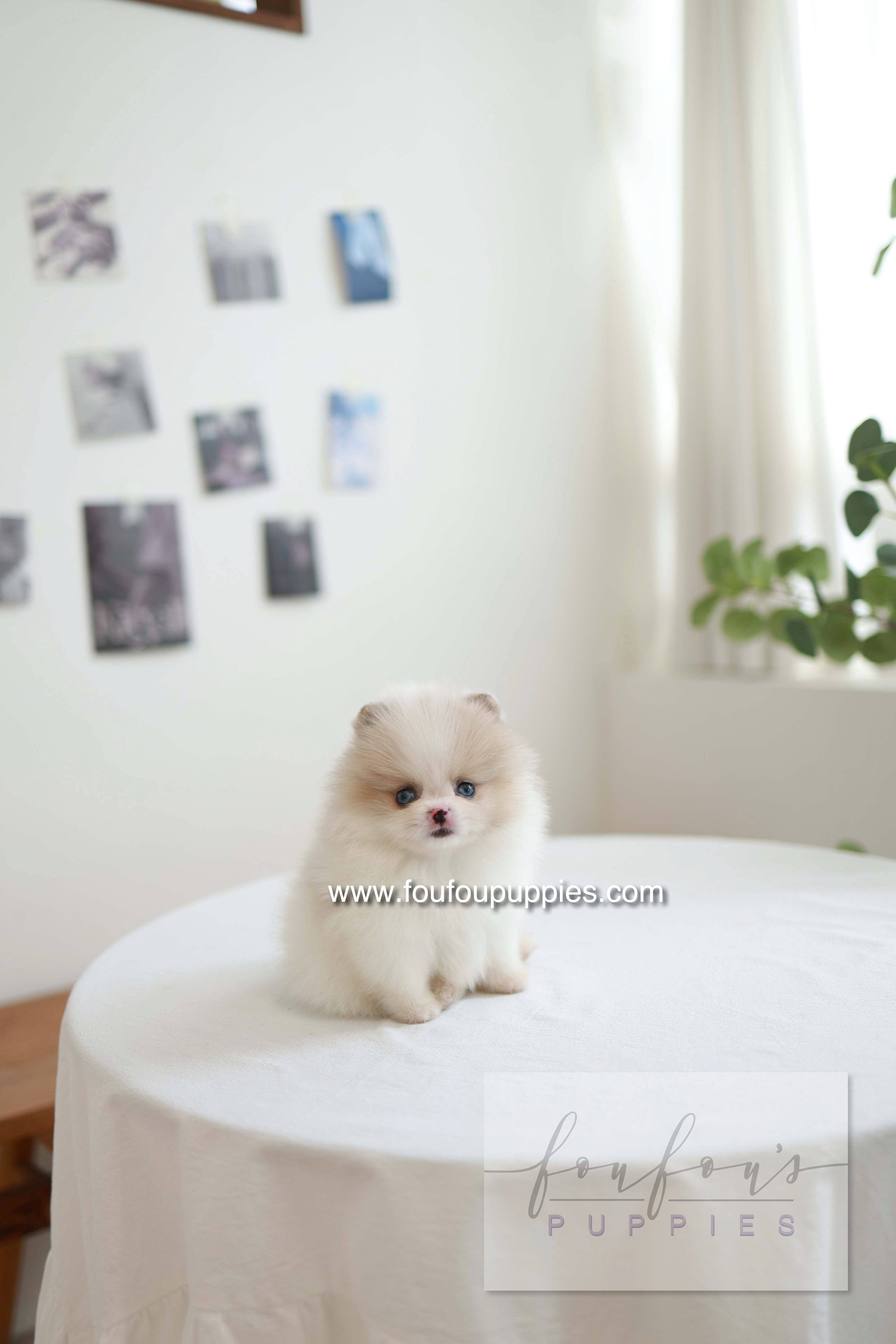 Star - Pomeranian F.