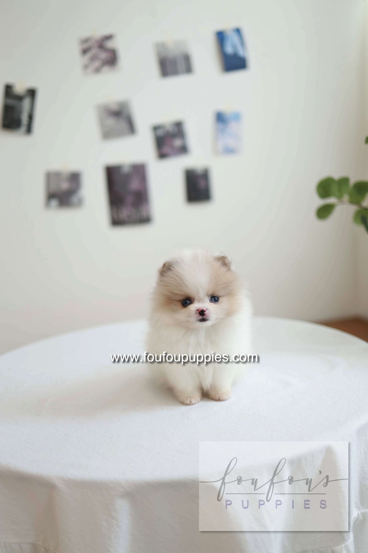 Star - Pomeranian F.