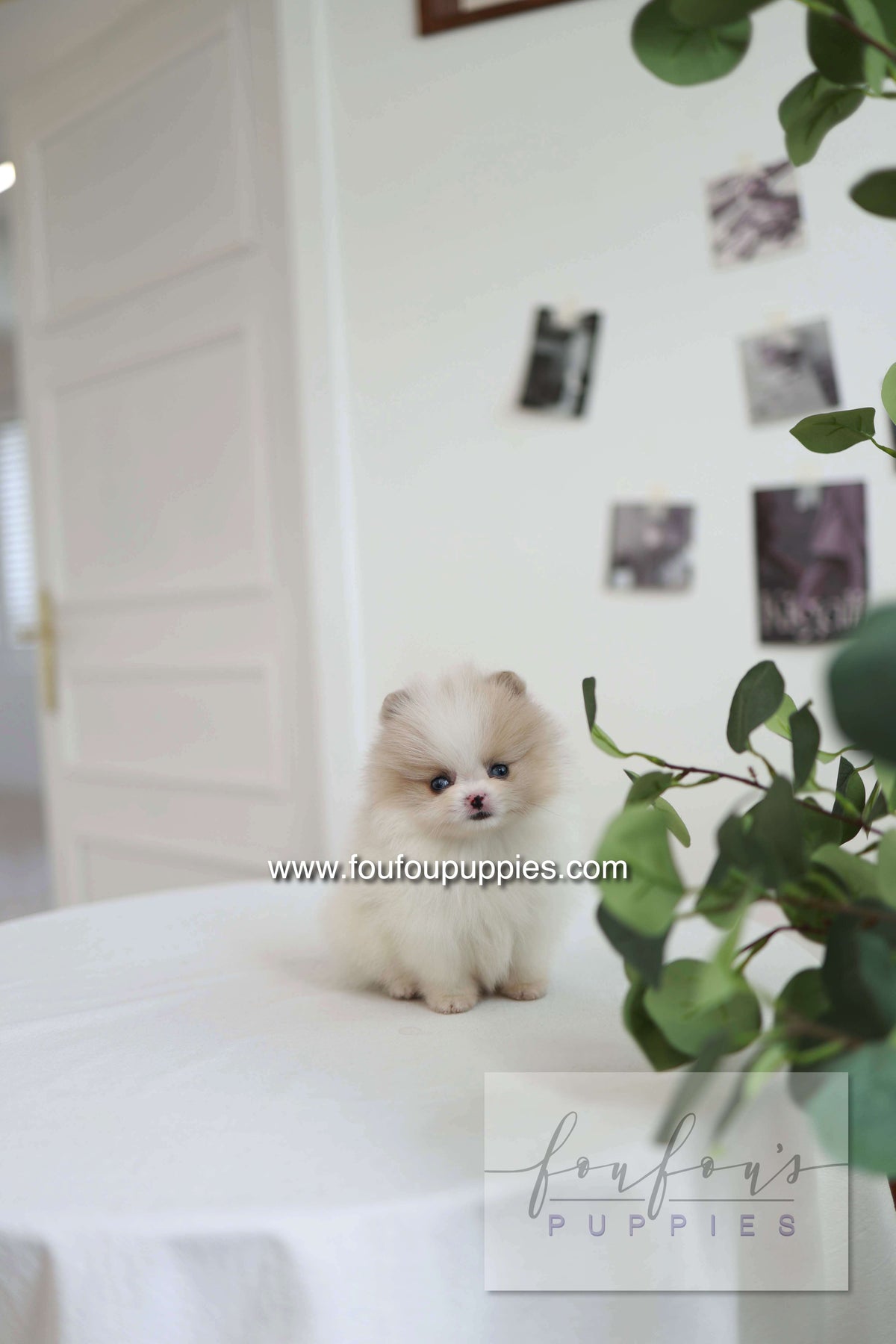 Star - Pomeranian F.