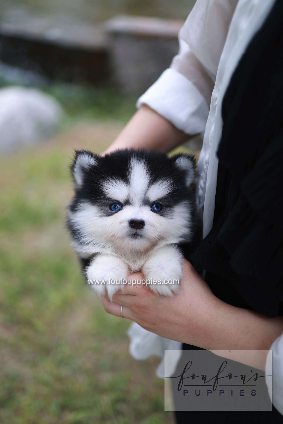 Wolfie - Pomsky F.
