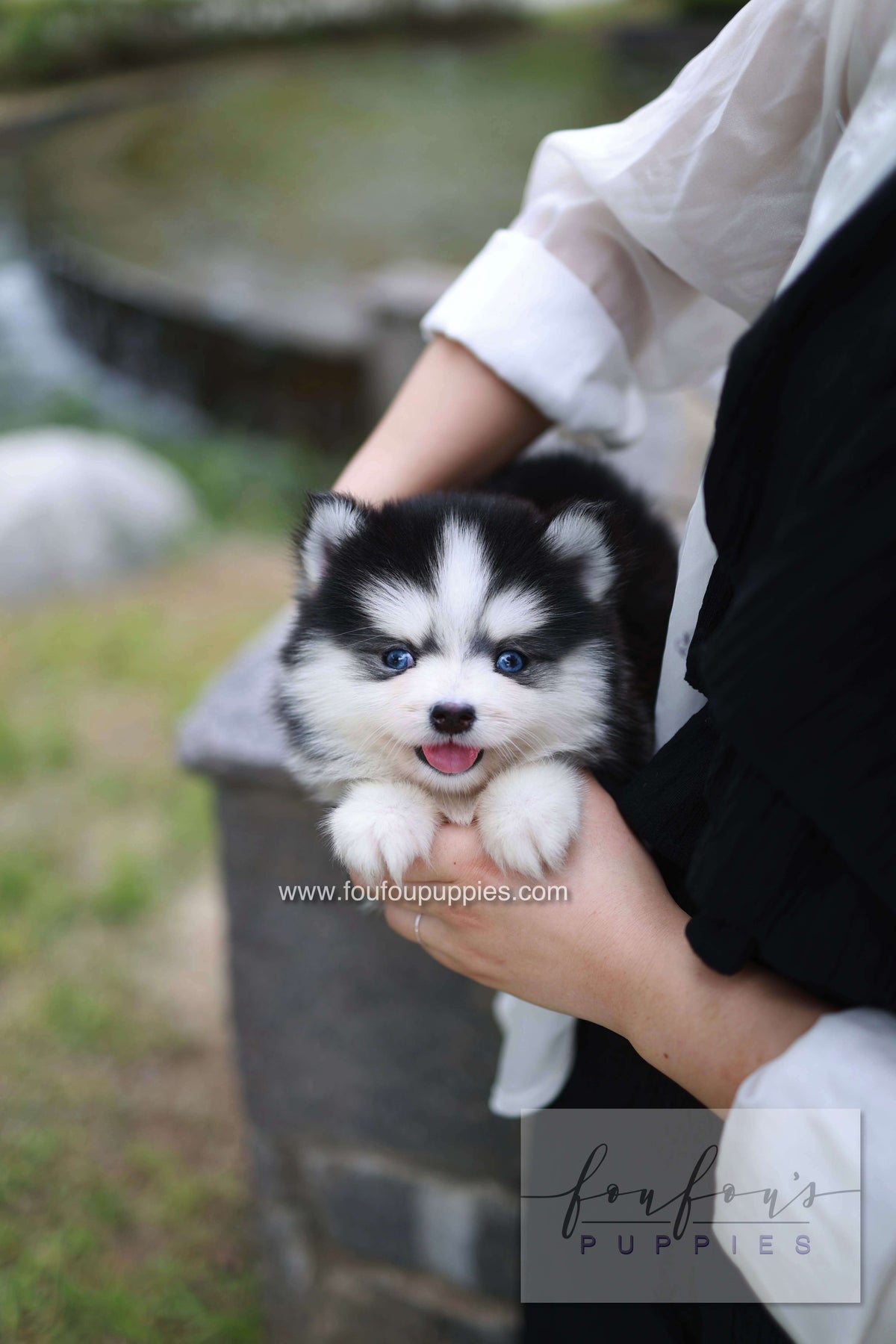 Wolfie - Pomsky F.