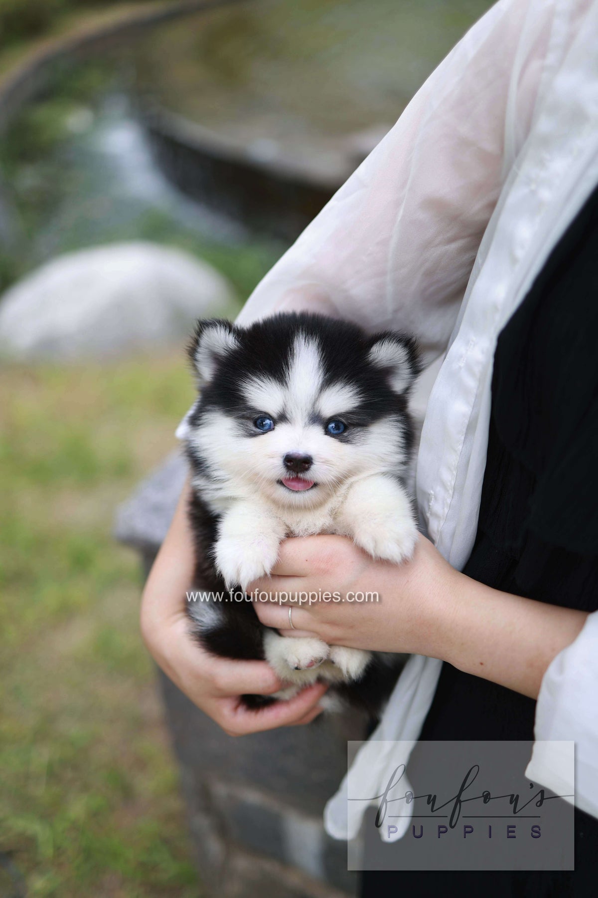 Wolfie - Pomsky F.