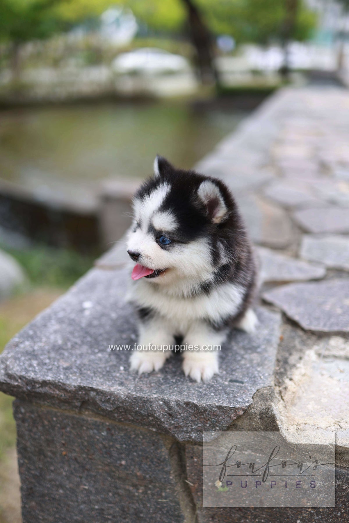 Wolfie - Pomsky F.
