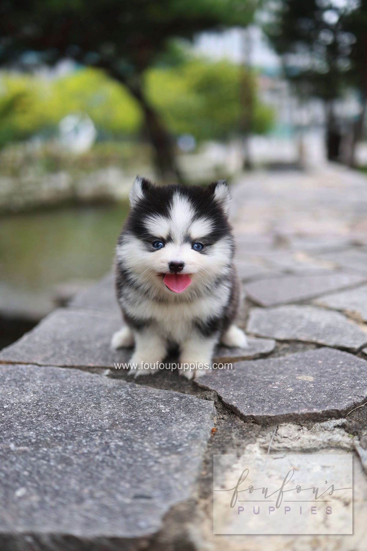 Wolfie - Pomsky F.