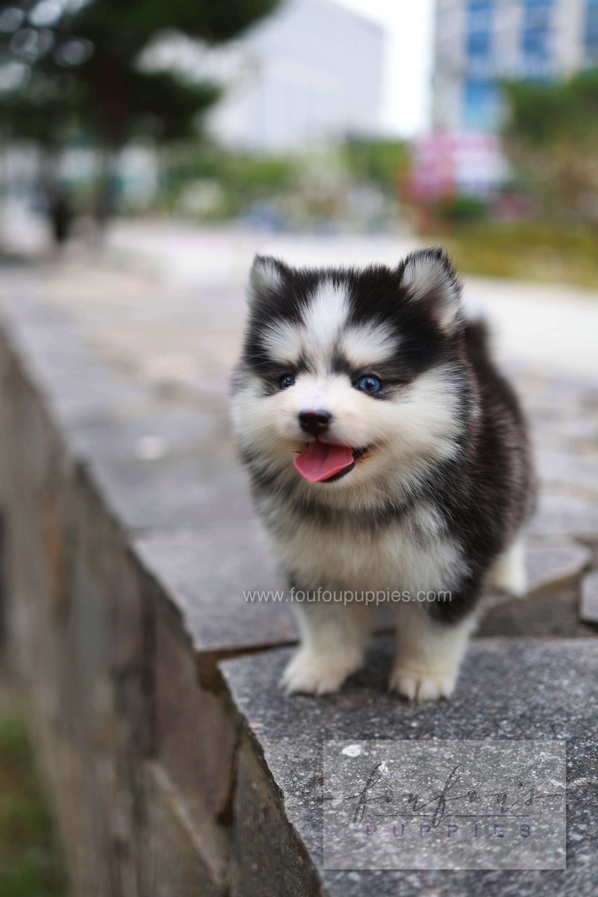 Wolfie - Pomsky F.