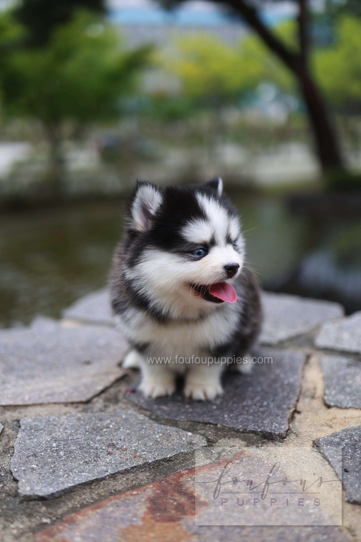 Wolfie - Pomsky F.
