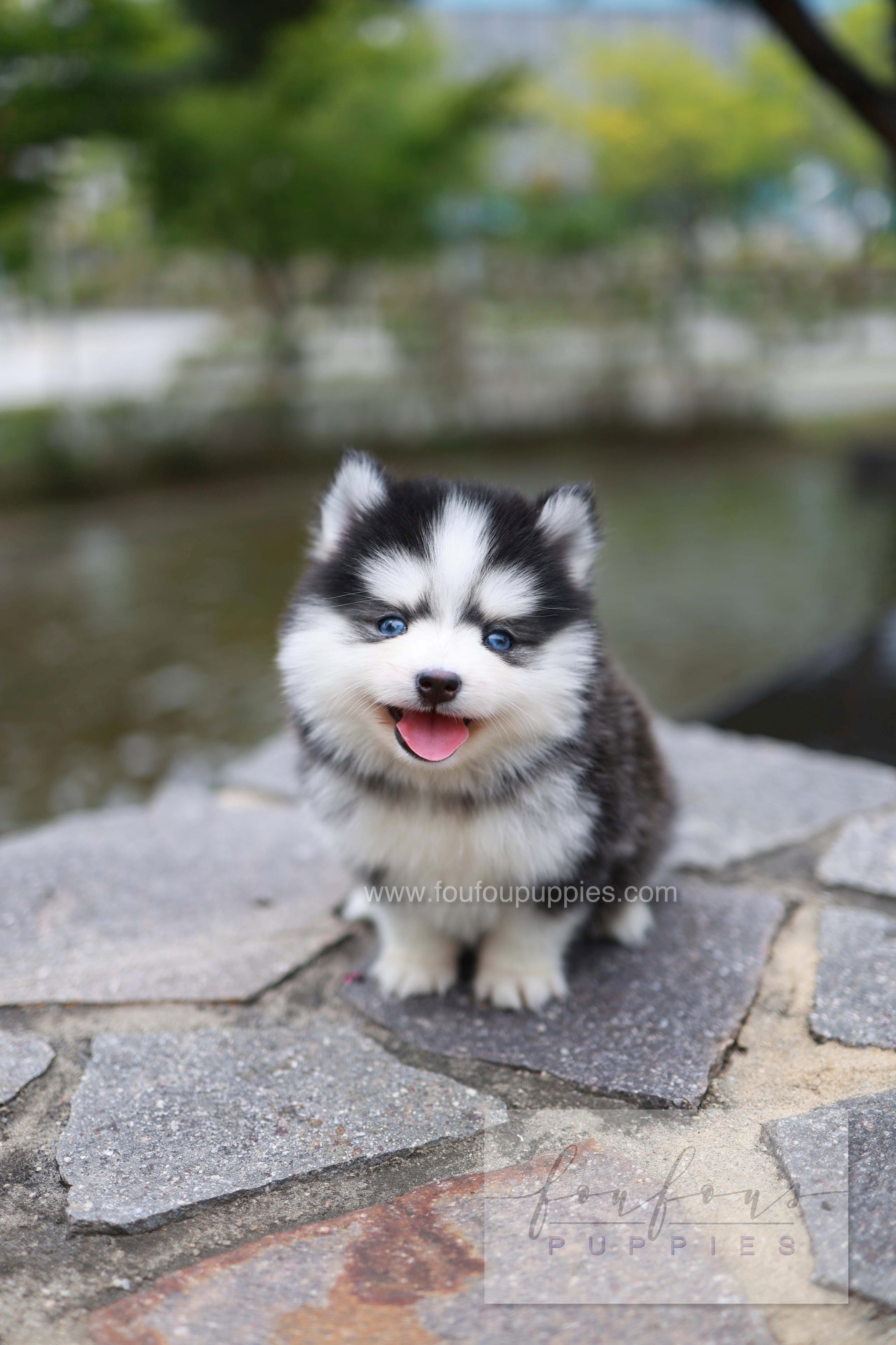 Wolfie - Pomsky F.