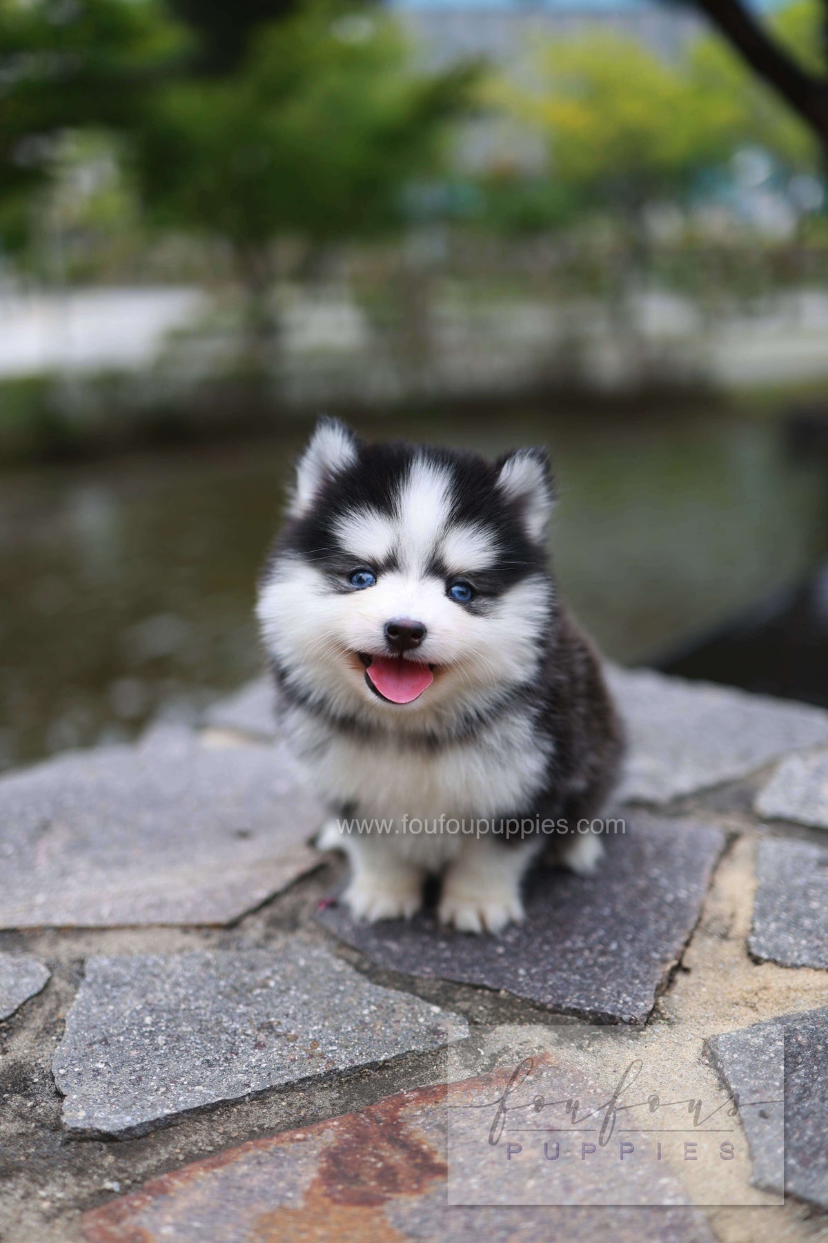 Wolfie - Pomsky F.