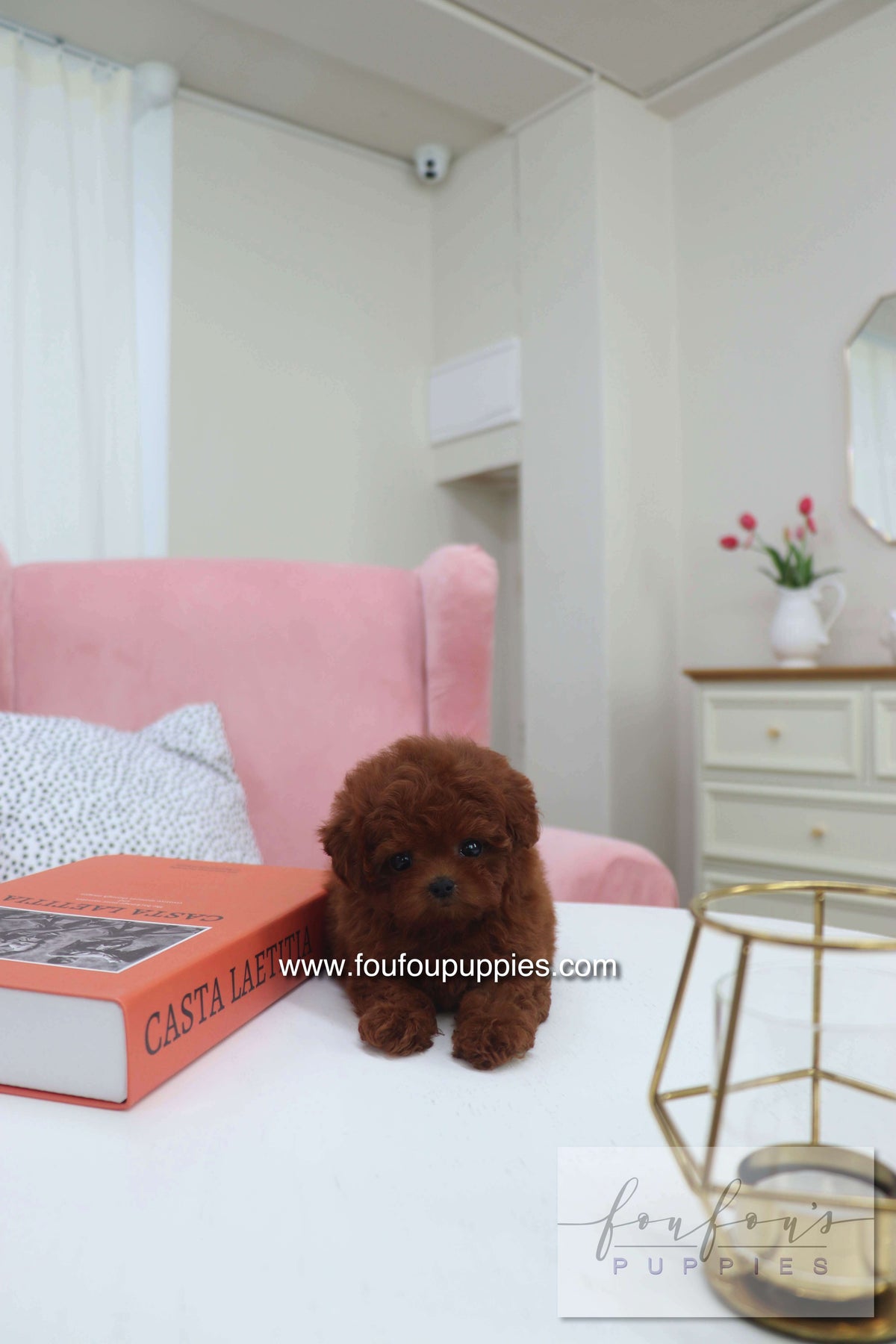 Mimi - Poodle F.