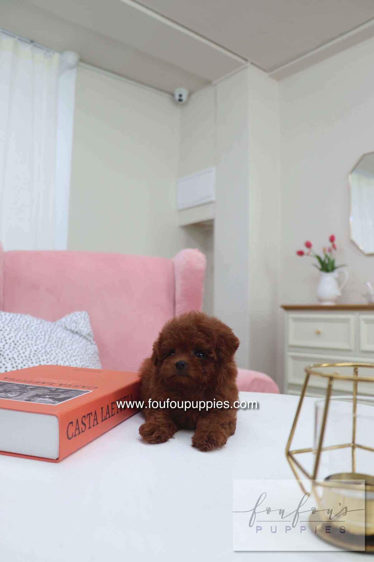 Mimi - Poodle F.