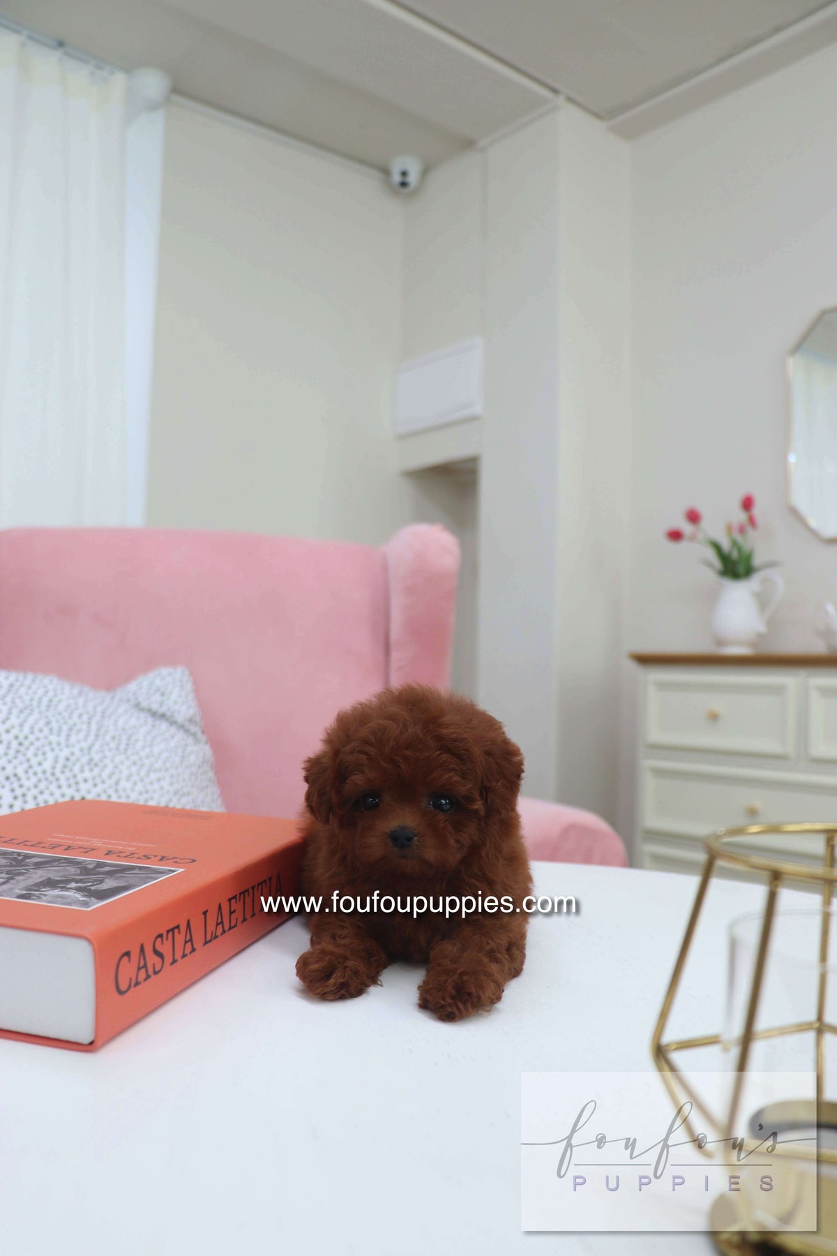 Mimi - Poodle F.