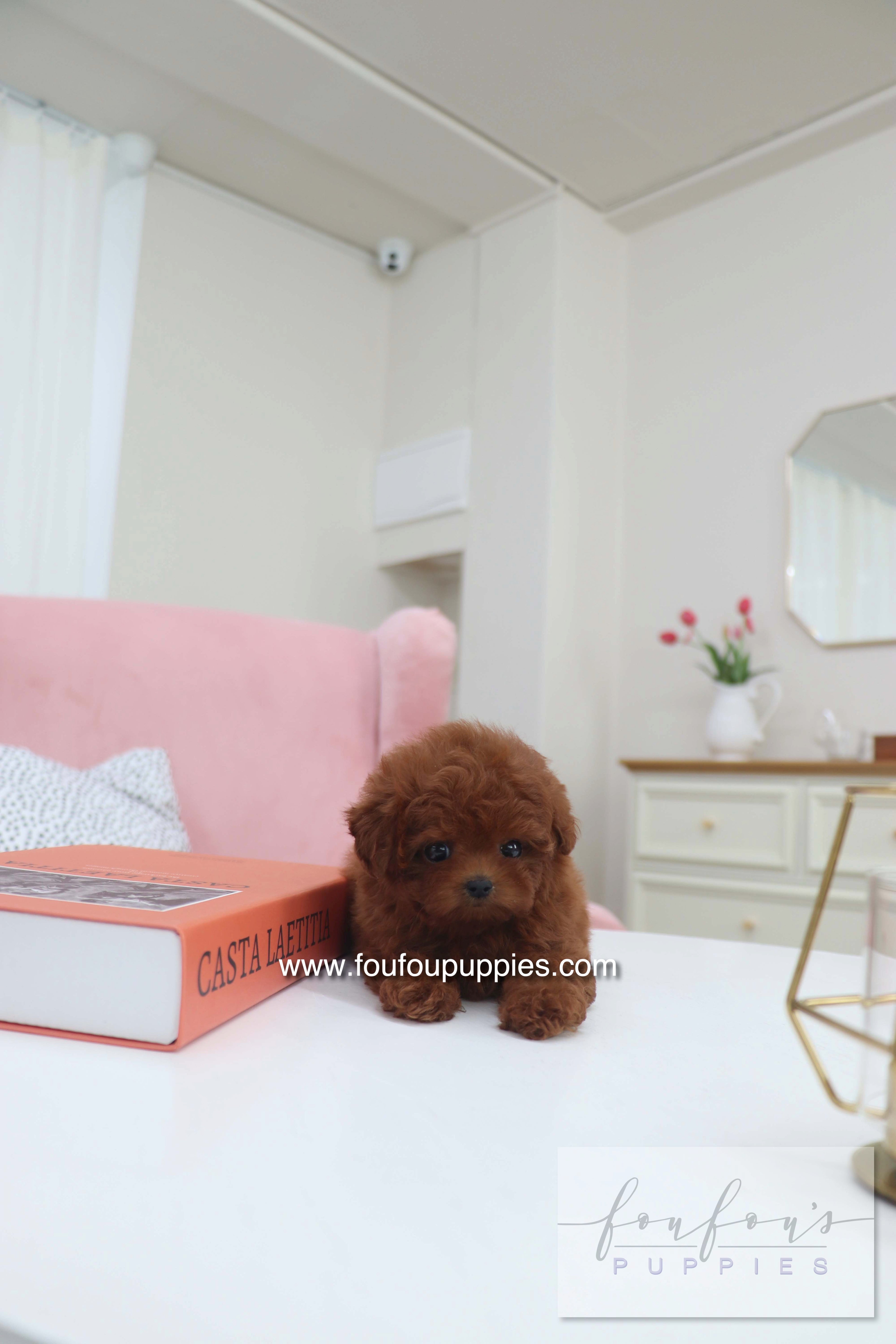 Mimi - Poodle F.